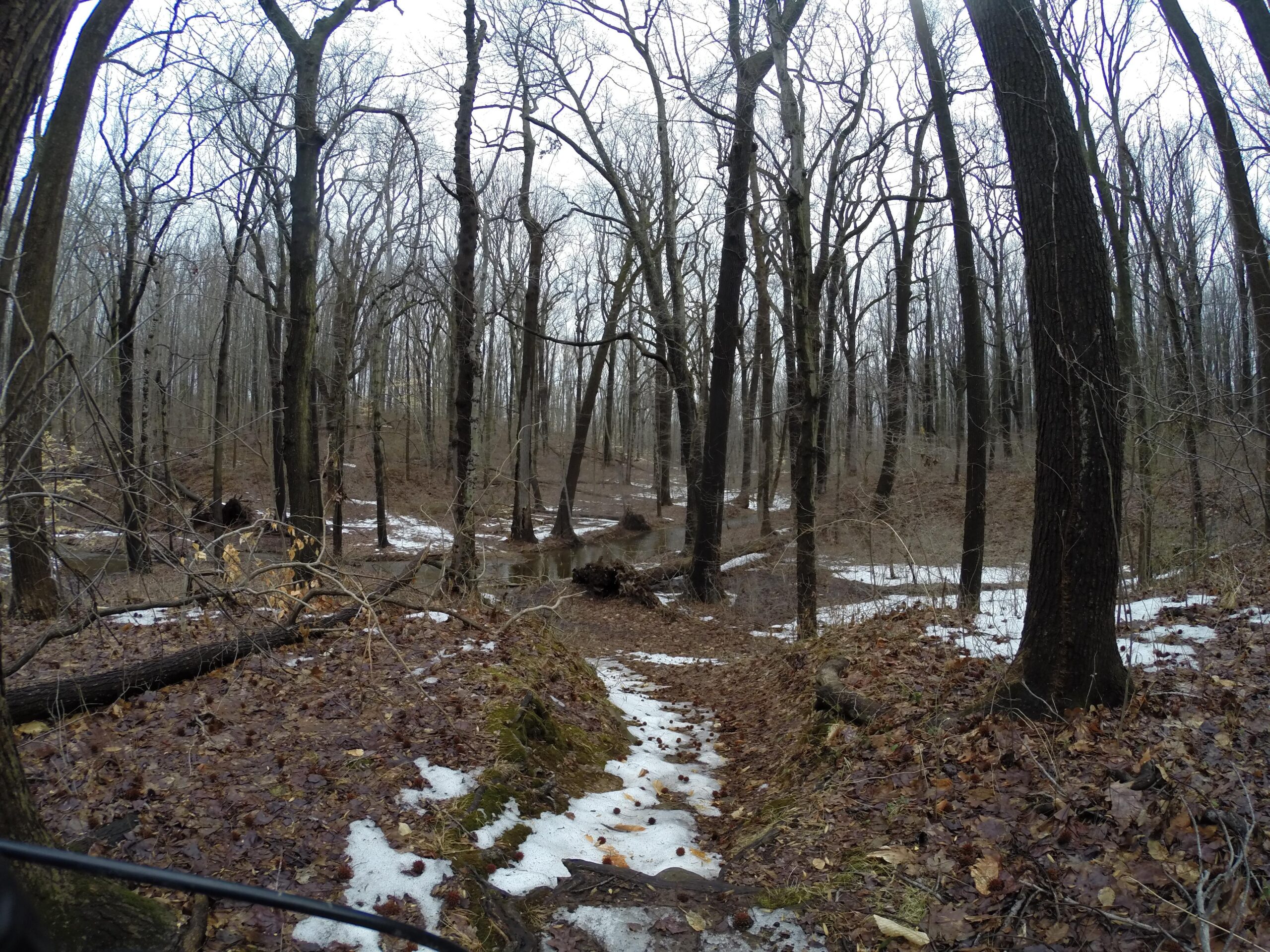 A quiet, winter forest scene featuring tall, bare trees, some fallen logs, and patches of snow among dried leaves on the ground. The atmosphere is calm and slightly overcast, conveying the stillness of early spring before foliage returns. Wolfes Pond park mountain bike trail.