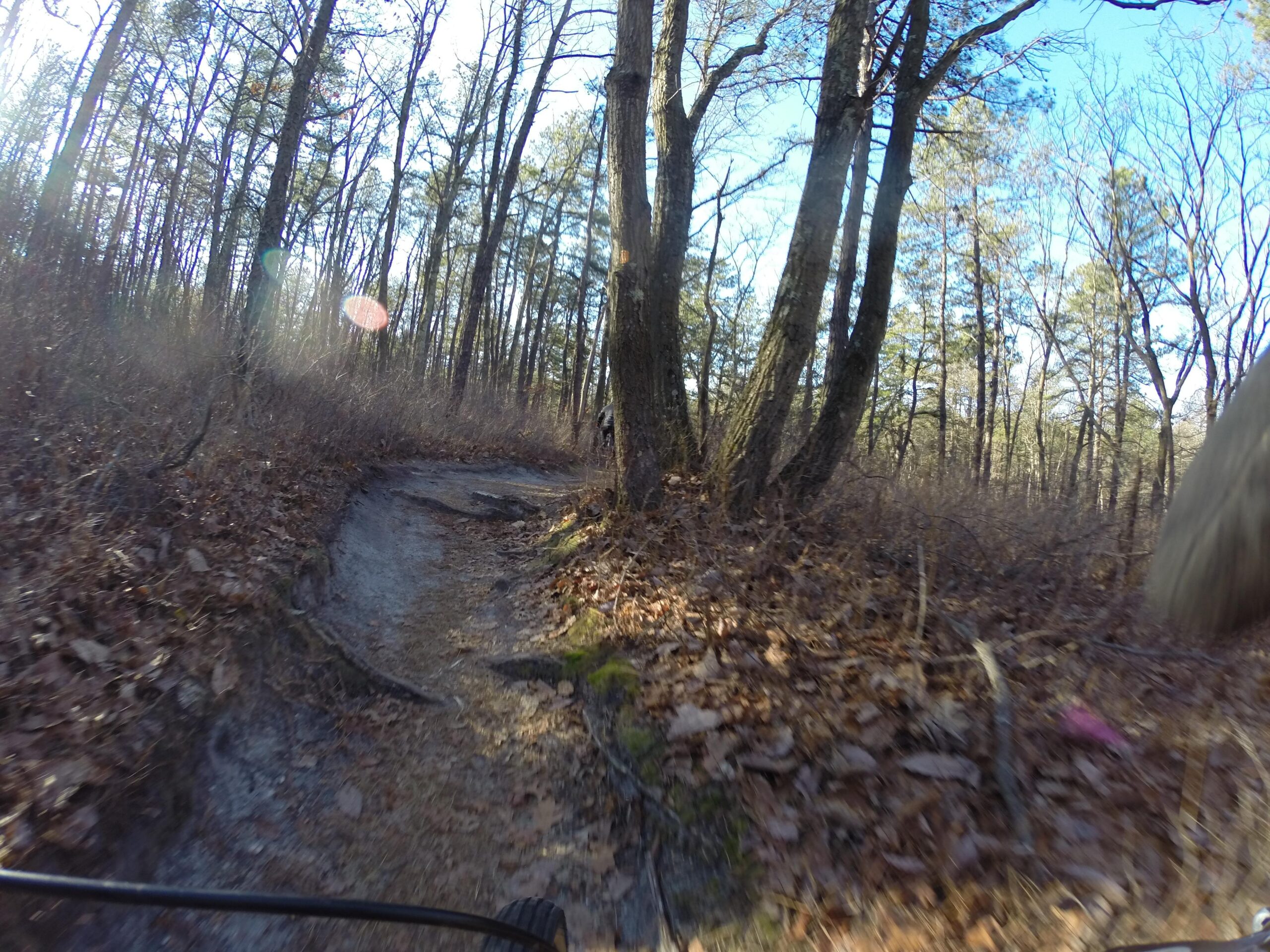 A winding dirt trail surrounded by tall trees and leafy underbrush in a wooded area. The ground is uneven with patches of exposed soil and leaves, and the sky is clear and blue. Allaire State Park mountain bike trail.