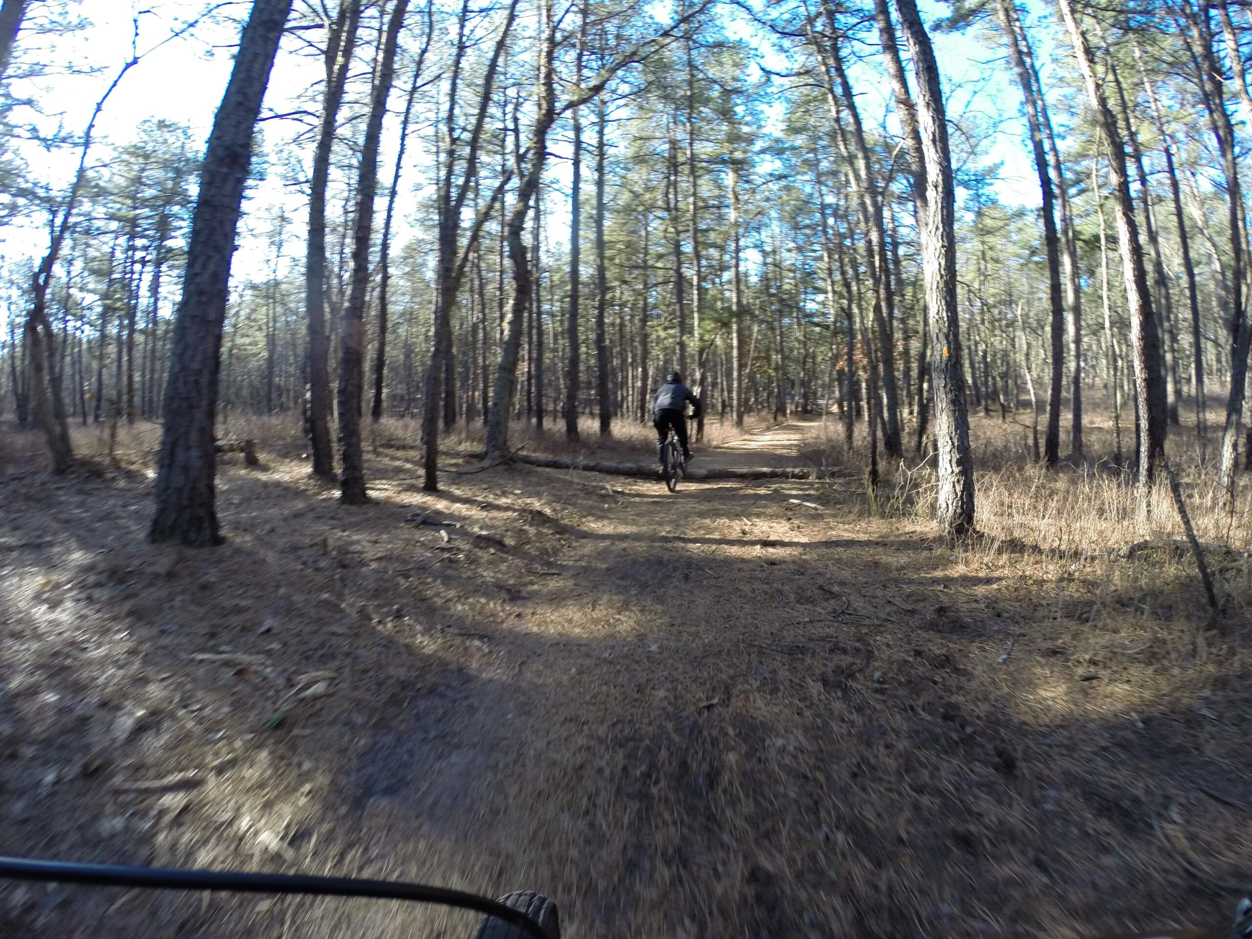 A cyclist riding along a dirt trail through a forest of tall trees on a sunny day. The ground is covered with a mix of dirt and fallen leaves, and the sunlight filters through the trees, creating a natural and serene atmosphere. Allaire State Park mountain bike trail.