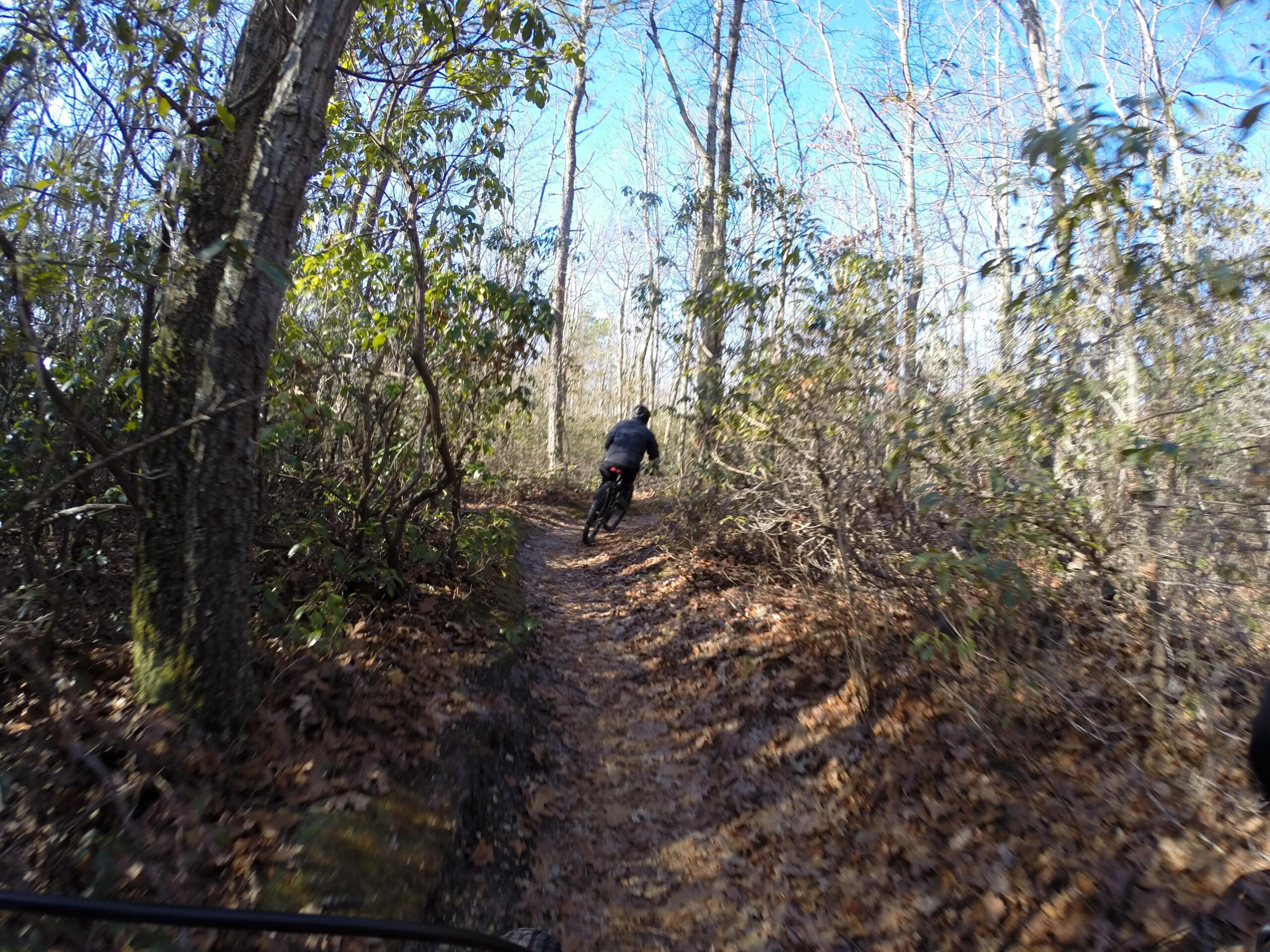 A cyclist riding along a narrow dirt trail surrounded by trees and brush, with fallen leaves covering the ground. The scene is set in a wooded area on a sunny day. Allaire State Park mountain bike trail.