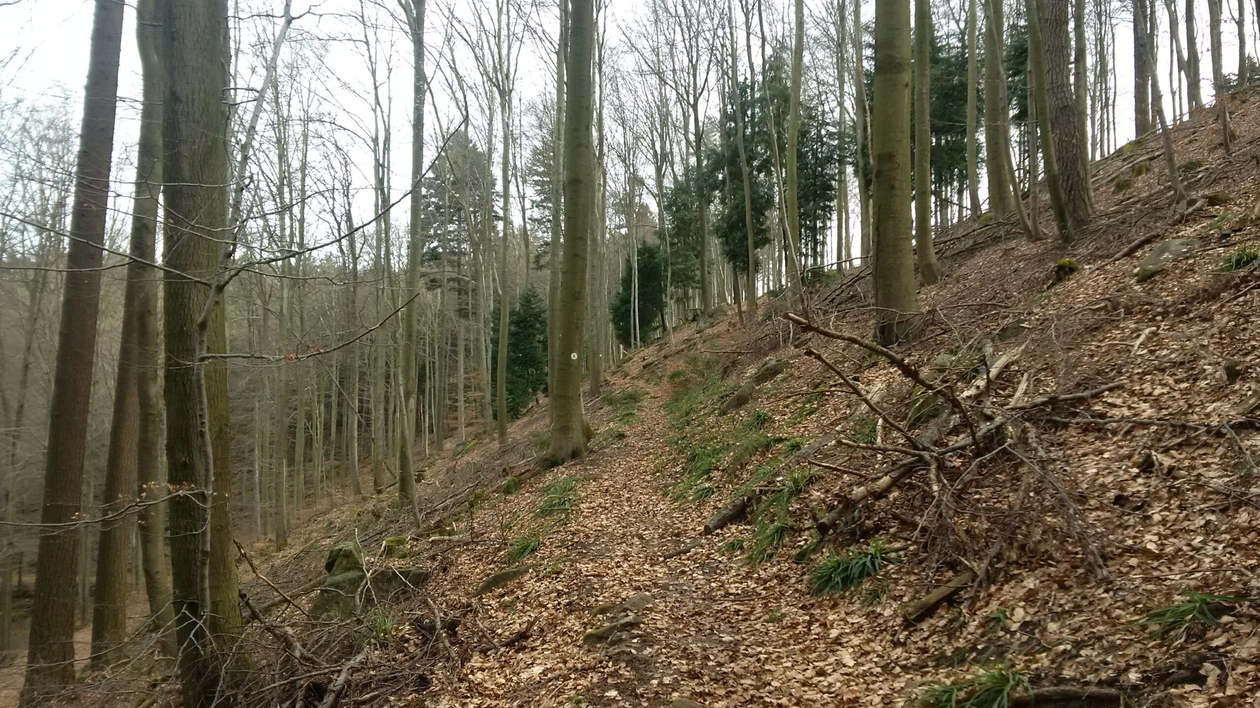 A tranquil forest scene showing a narrow dirt path winding through tall, bare trees with a layer of fallen leaves on the ground. The trees are predominantly leafless, suggesting early spring or late autumn, with patches of greenery and scattered branches along the path. The overall atmosphere is peaceful and natural. Johanniskreuz Trail 9 mountain bike trail.