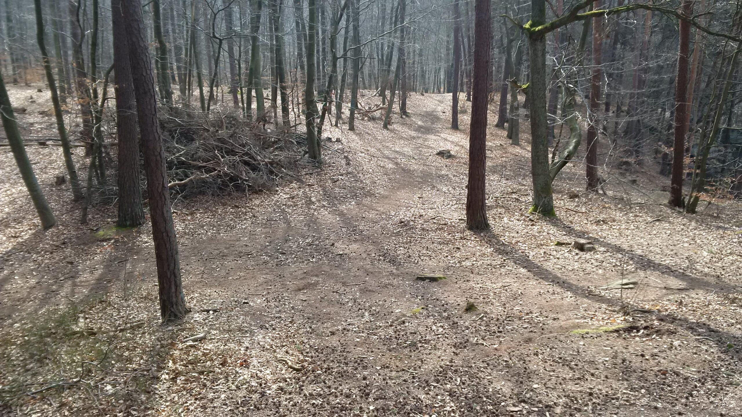 A tranquil forest scene featuring tall trees with bare branches, a leaf-covered ground, and a winding dirt path. The sunlight casts soft shadows across the forest floor, creating a peaceful, natural atmosphere. In the background, a pile of branches is partially visible, adding to the rustic feel of the setting. Landstuhl Trail mountain bike trail.