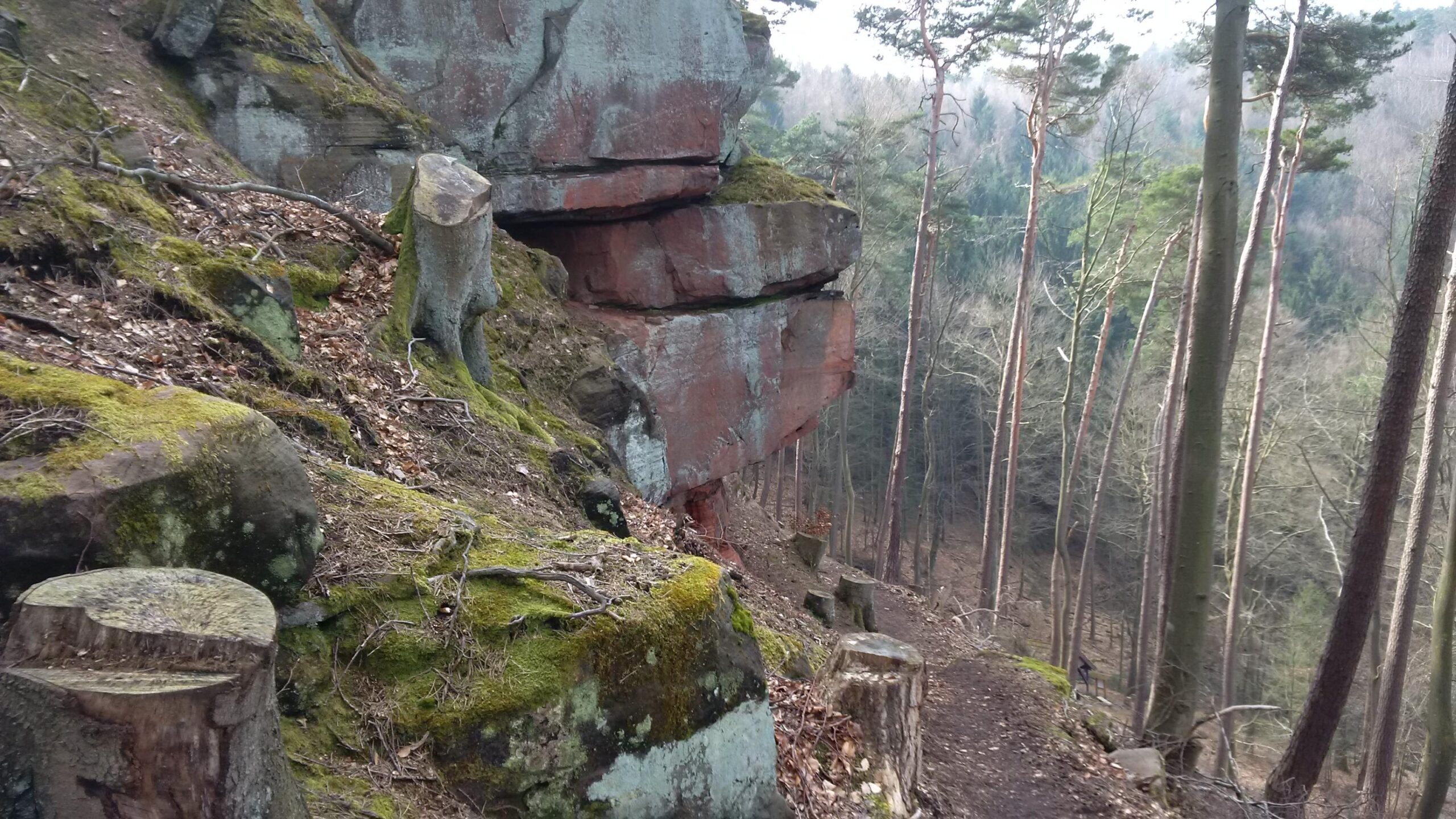 Alt text: A forest scene featuring moss-covered rocks and tree stumps along a pathway. Tall, slender trees rise in the background, leading into a wooded area. The ground is rocky and covered with fallen leaves, suggesting a natural setting. Landstuhl Trail mountain bike trail.