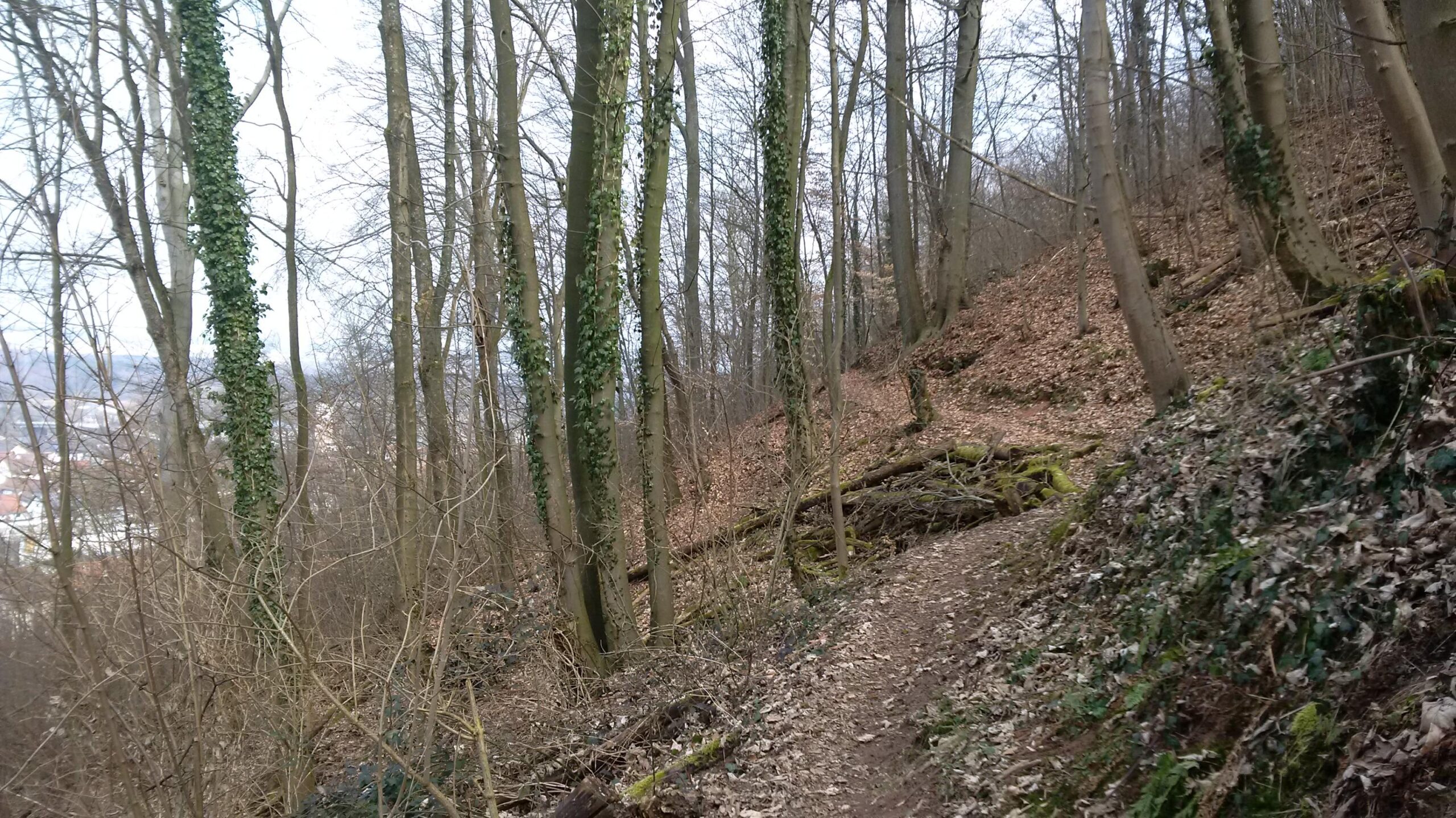 A scenic view of a forest trail surrounded by bare trees and fallen leaves. Lush green ivy climbs some of the tree trunks, and the path winds through the dense woodland, leading up a slight incline. The atmosphere appears calm and serene, with a hint of overcast skies in the background. Landstuhl Trail mountain bike trail.
