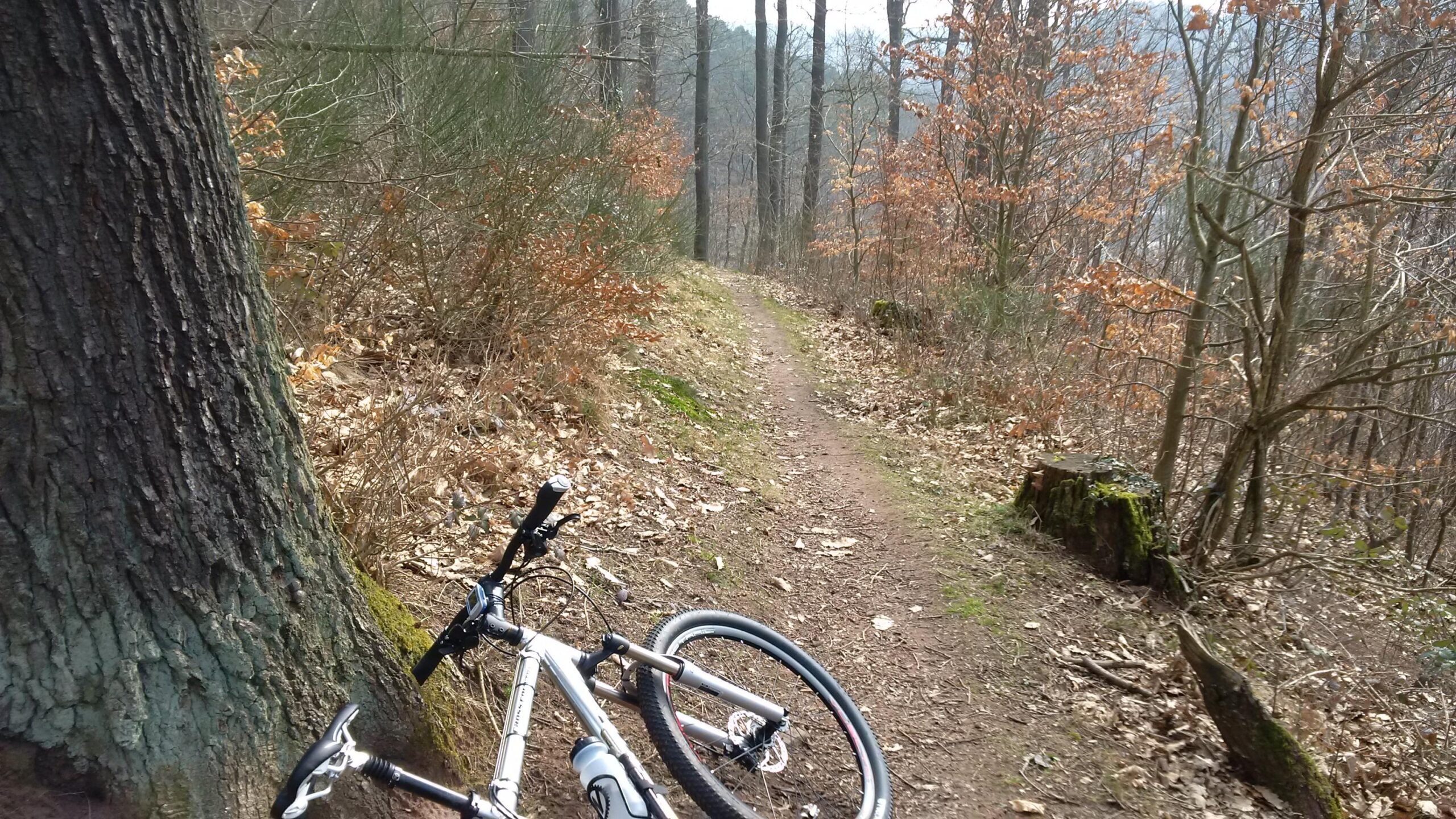 A silver mountain bike lying on its side next to a tree, with a dirt path winding through a forest. The scene features autumn foliage and fallen leaves, with trees in the background indicating a peaceful outdoor setting. Landstuhl Trail mountain bike trail.