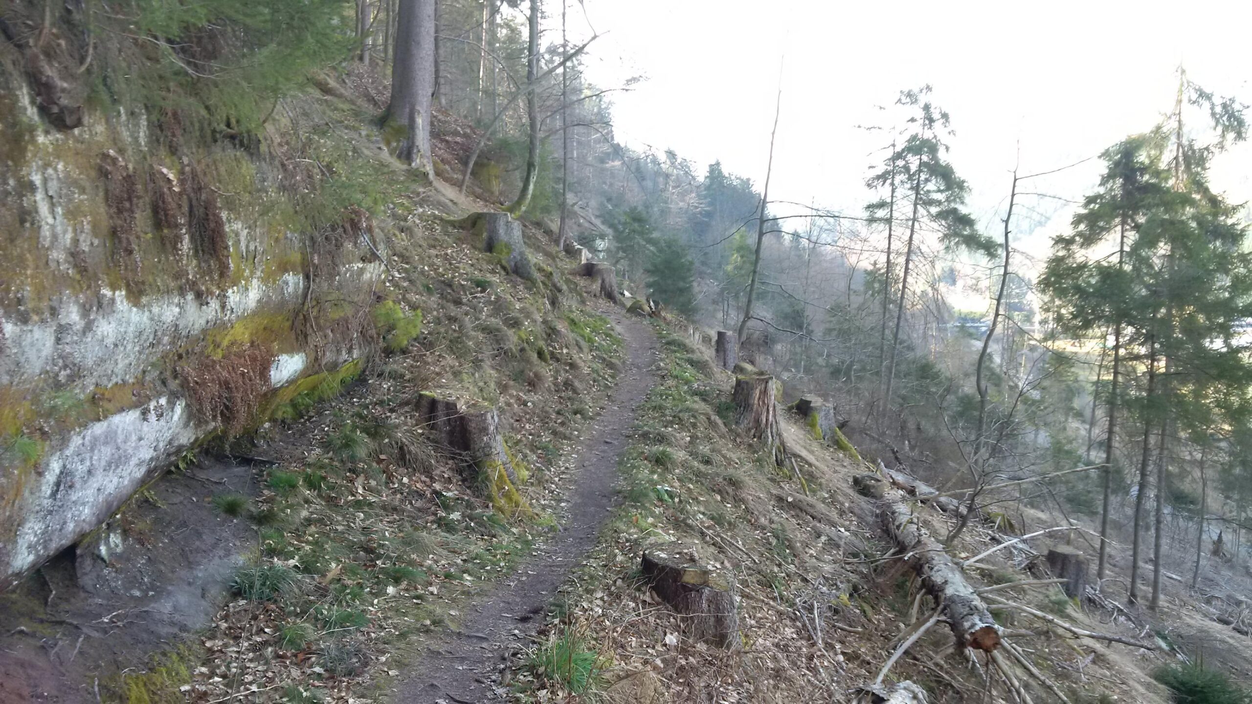 A narrow dirt path winding through a forested area, lined with tree stumps and patches of greenery. The background features a slope with a rocky surface and sparse trees, capturing the natural landscape in a rustic setting. Rodalben F Trail mountain bike trail.