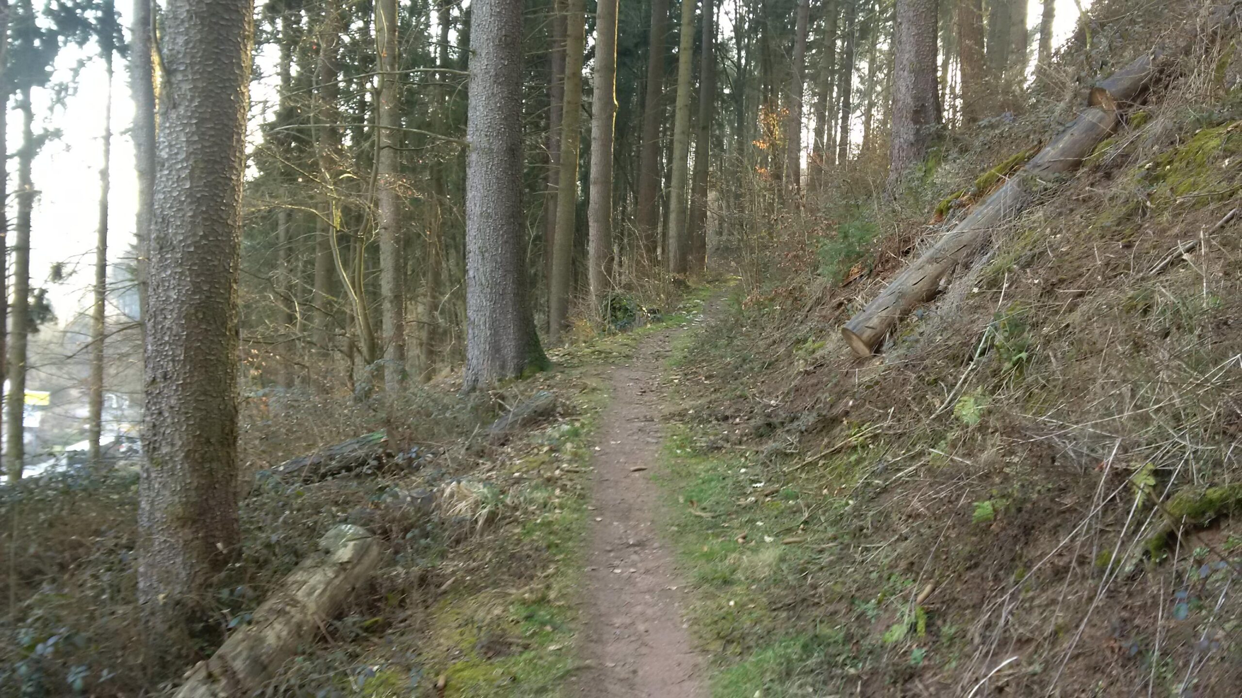 A narrow dirt path winding through a forest, bordered by tall trees and patches of greenery, with fallen logs and underbrush visible along the sides. Steinenschloss Weg mountain bike trail.