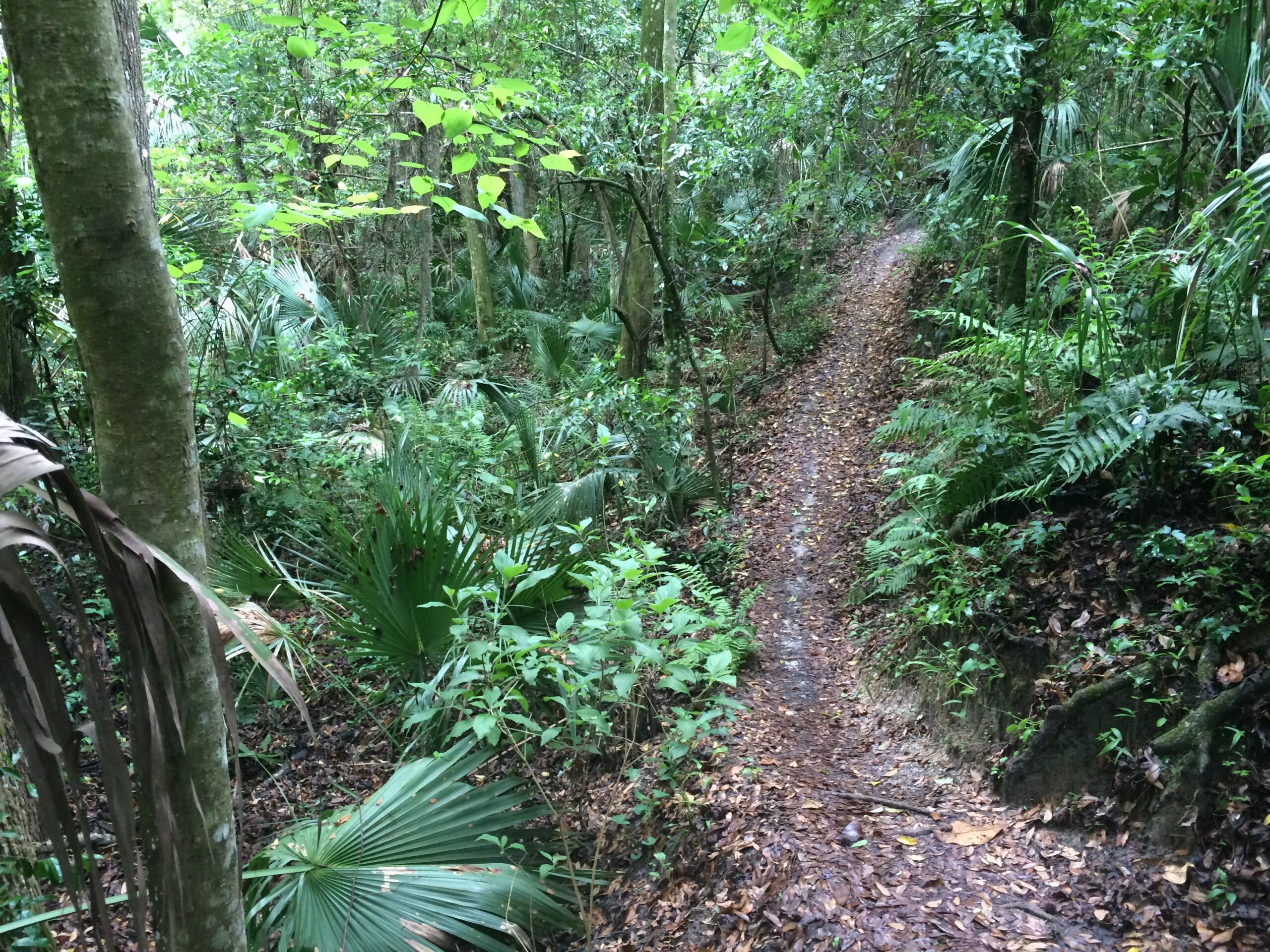 A narrow dirt trail winding through a lush green rainforest, surrounded by dense foliage, including tall trees, ferns, and palm-like plants. Sunlight filters through the thick canopy, creating a serene and natural atmosphere. Chuck Lennon Park mountain bike trail.