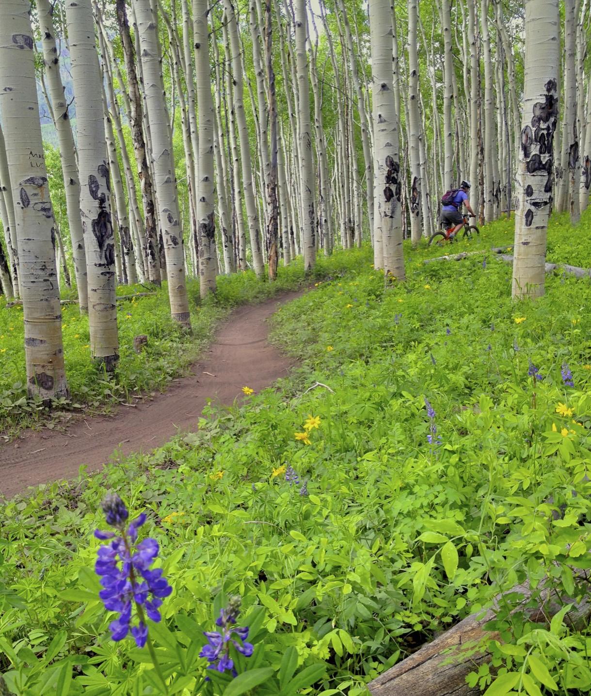 A winding dirt path through a vibrant green forest of aspen trees, with clusters of purple and yellow wildflowers in the foreground. A mountain biker can be seen riding along the trail, surrounded by tall, slender trees. The scene is bright and lush, capturing the beauty of nature in a spring or summer setting. Vail Mountain Bike Park mountain bike trail.