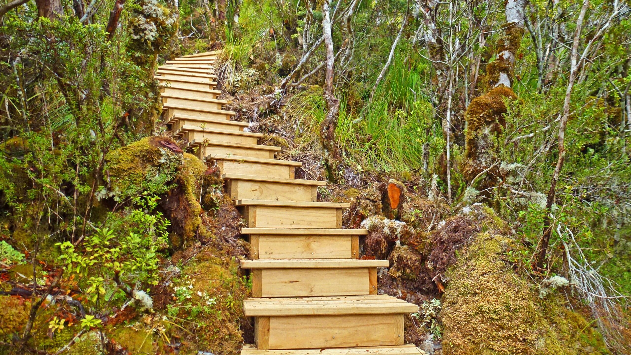 A wooden staircase leading up through a lush, green forest, surrounded by dense vegetation and moss-covered ground. The Old Ghost Road mountain bike trail.
