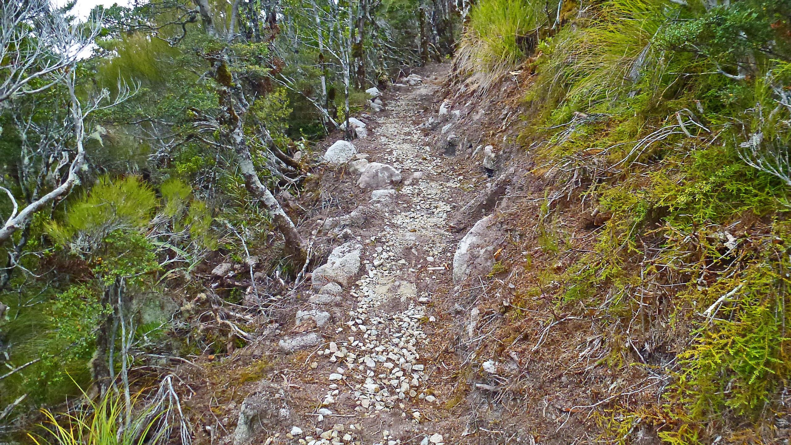 Narrow trail winding through a dense forest with rocky terrain and lush greenery on either side. The Old Ghost Road mountain bike trail.