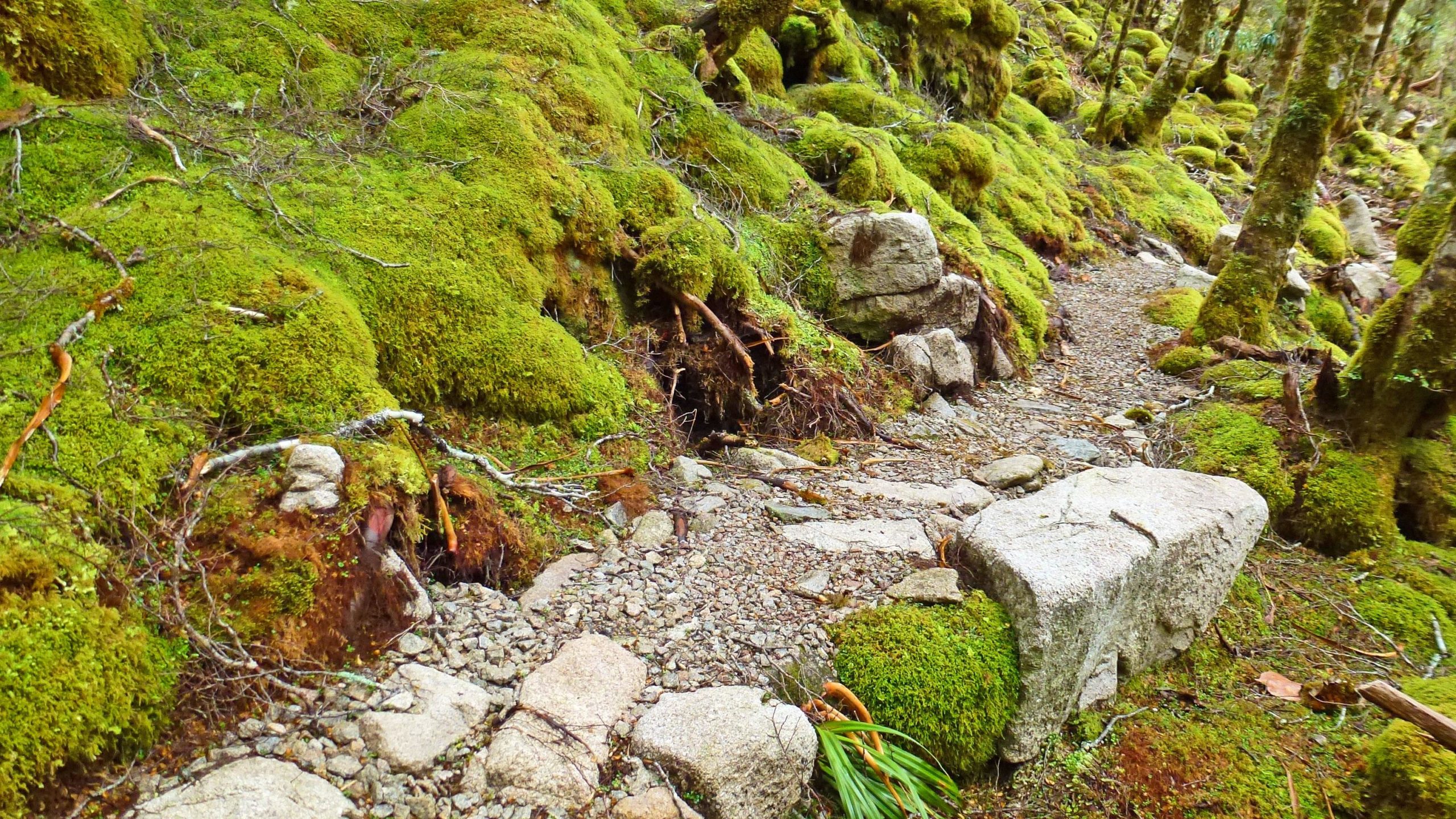 A lush, green forest floor covered in vibrant moss, featuring small rocks and twigs. A narrow, winding gravel path leads through the mossy landscape, surrounded by trees and natural foliage. The Old Ghost Road mountain bike trail.