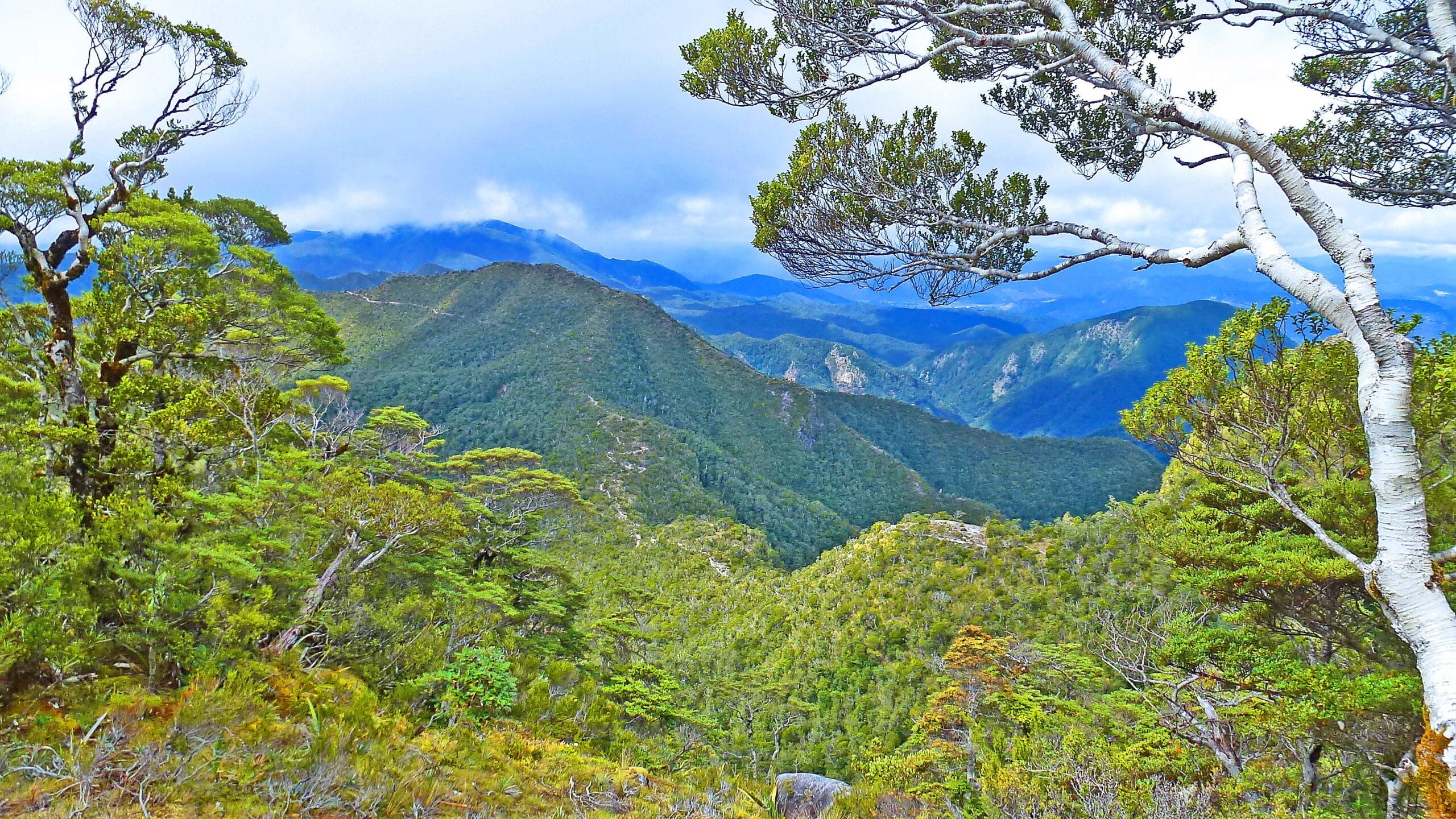 A panoramic view of lush green mountains under a cloudy sky. The foreground features prominent trees with twisted branches, while the background showcases rolling hills and distant mountain peaks, creating a serene and tranquil natural landscape. The Old Ghost Road mountain bike trail.