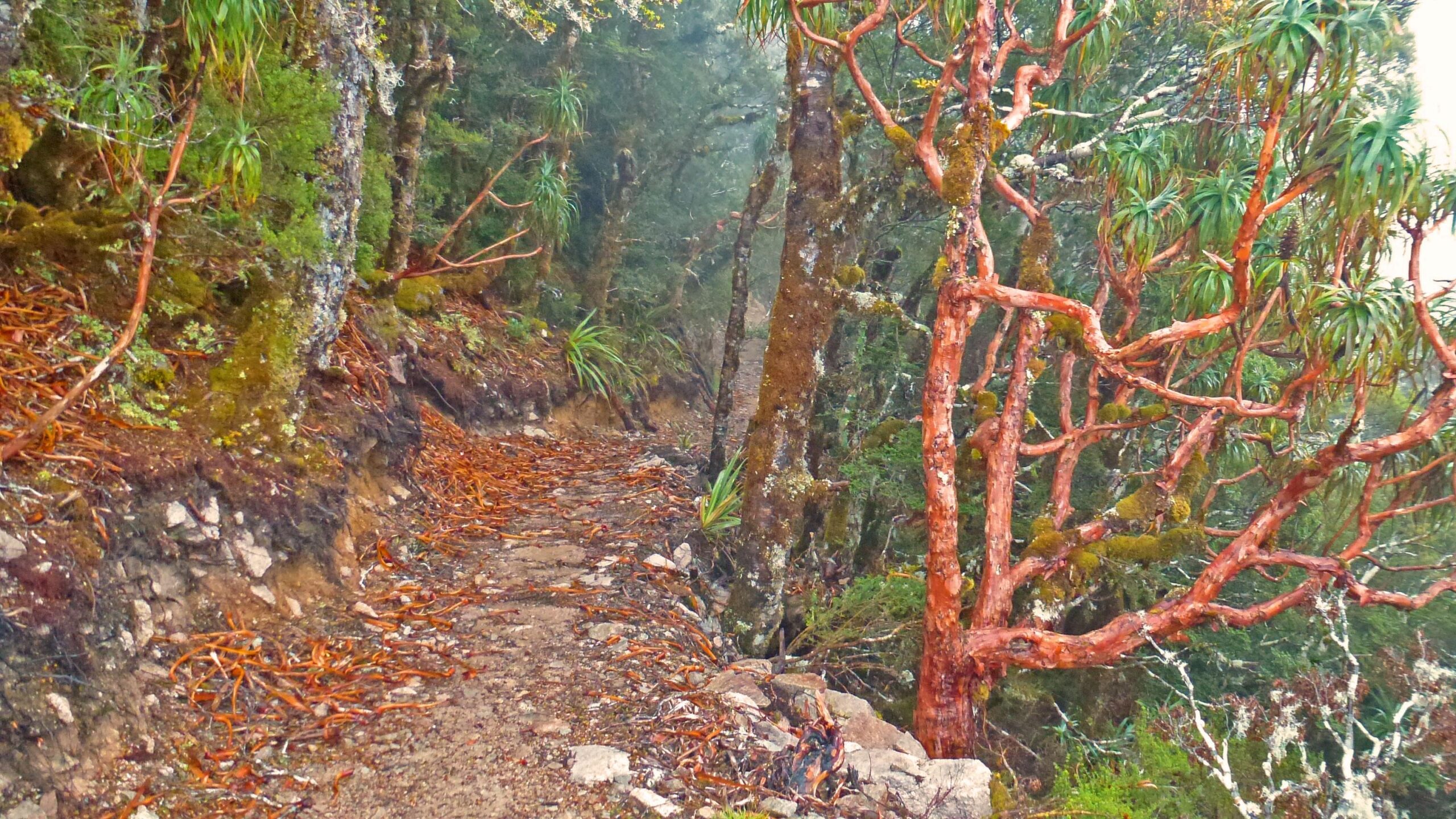 A narrow, misty forest trail lined with lush green foliage and vibrant red-barked trees, surrounded by rocky terrain and scattered autumn leaves. The Old Ghost Road mountain bike trail.