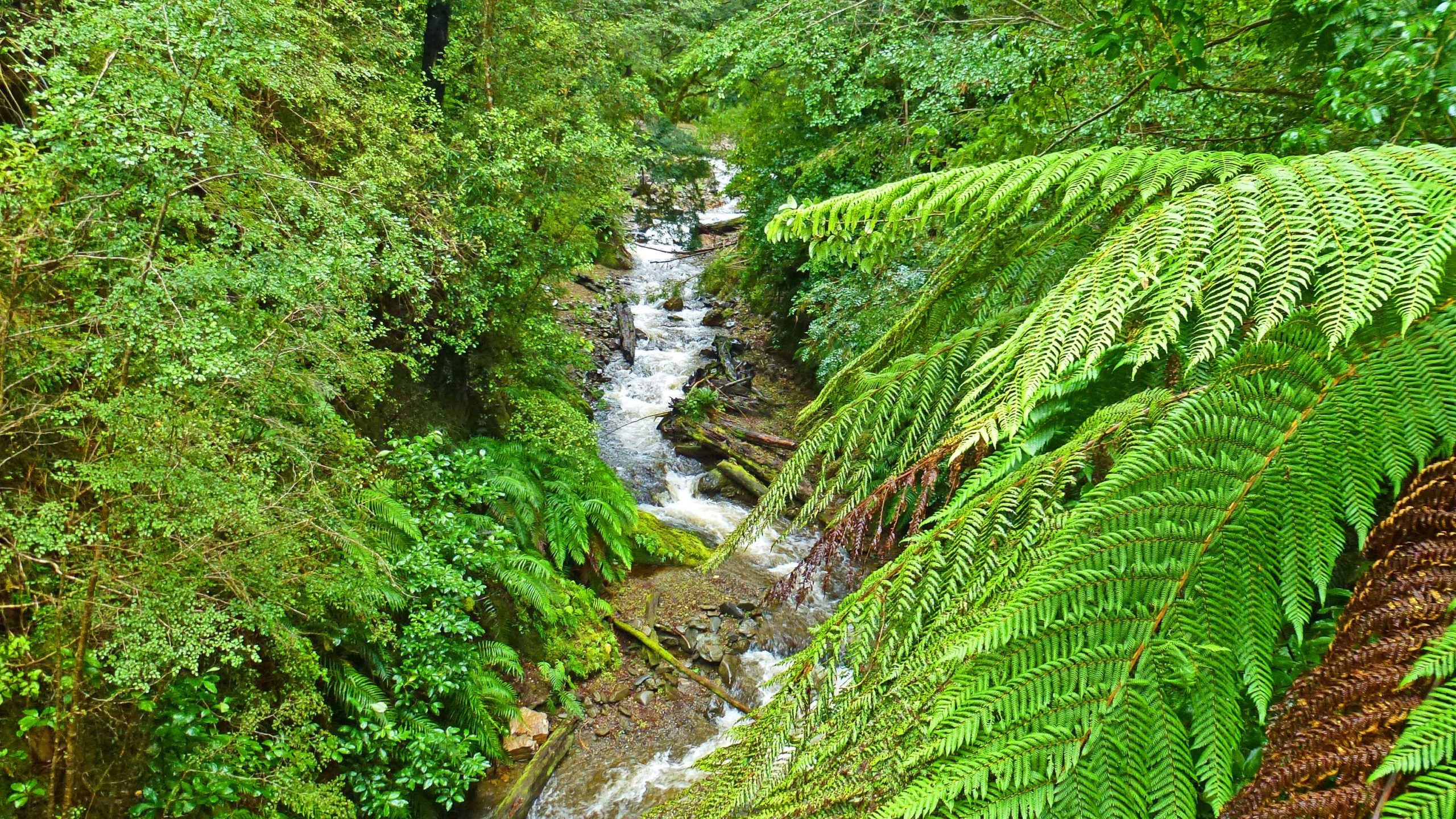 A lush, green forest scene depicting a winding stream flowing through a dense forest. Ferns and various plants frame the image, highlighting the vibrant foliage. The peaceful water cascades over rocks, surrounded by rich greenery, creating a serene natural landscape. The Old Ghost Road mountain bike trail.