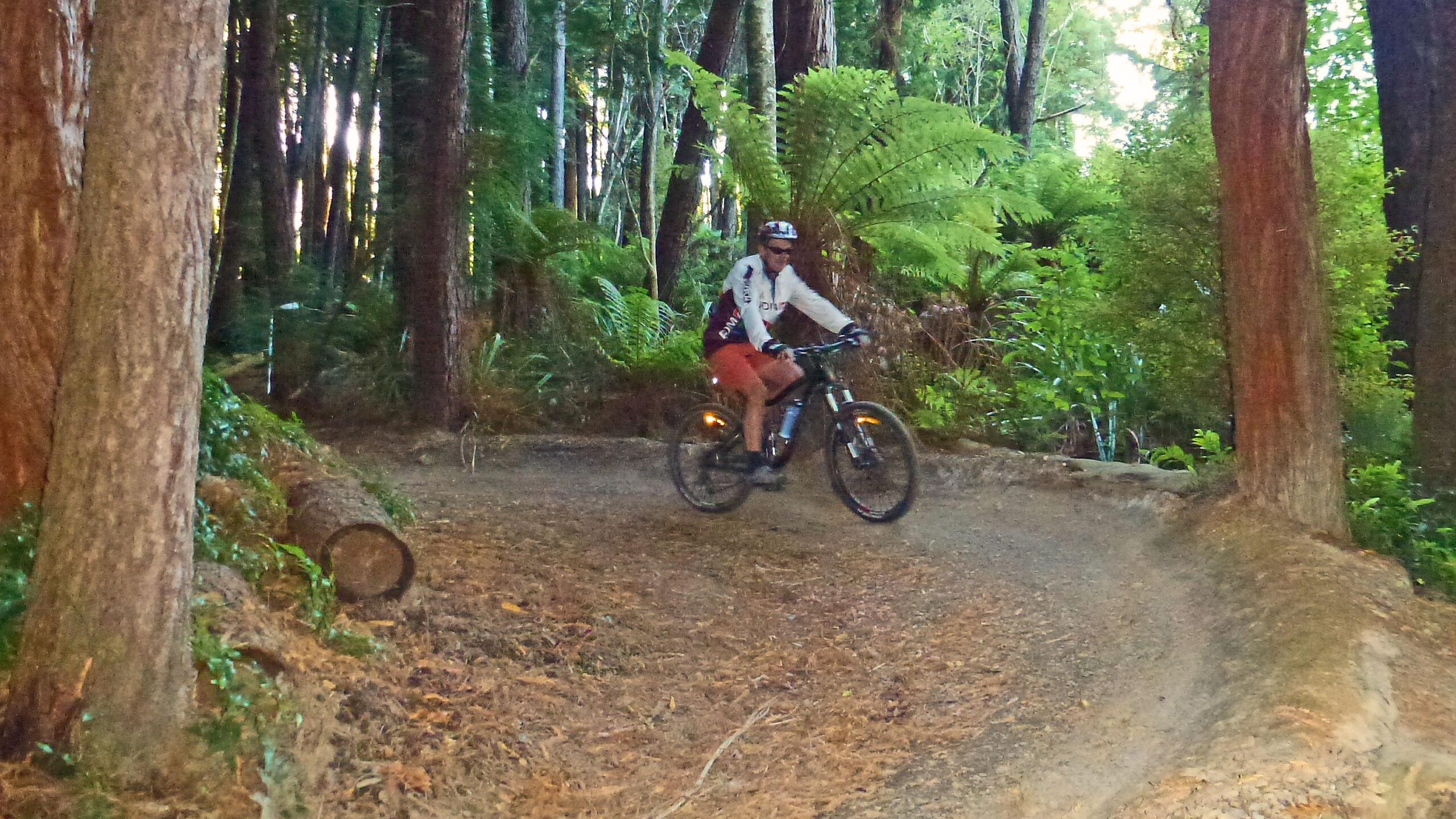 A cyclist riding a mountain bike on a dirt trail surrounded by tall trees and lush greenery in a forest. The rider is wearing a helmet and a long-sleeve shirt, with a winding path in the foreground that curves to the right. Wakari Creek mountain bike trail.