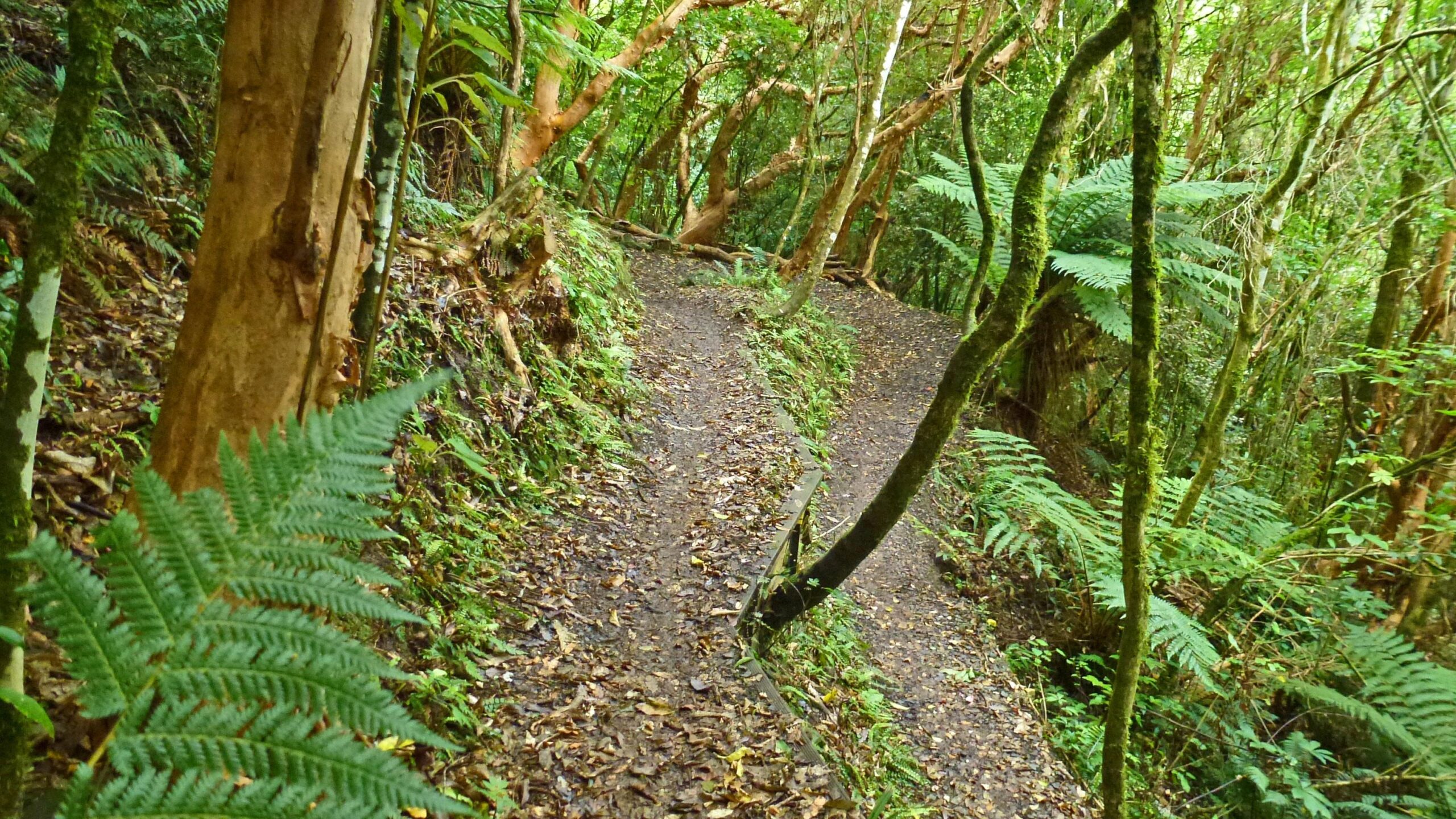 A winding dirt path through a lush green forest, surrounded by tall trees and ferns, with fallen leaves scattered along the trail. The scene captures the tranquility of nature in a dense, tropical environment. Nicols Creek mountain bike trail.