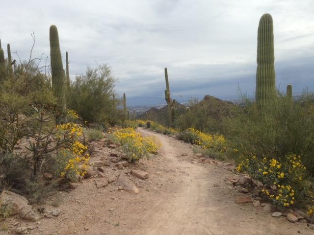 A winding dirt path surrounded by vibrant yellow wildflowers and tall cacti, leading through a desert landscape under overcast skies. Tucson Mountain Park mountain bike trail.