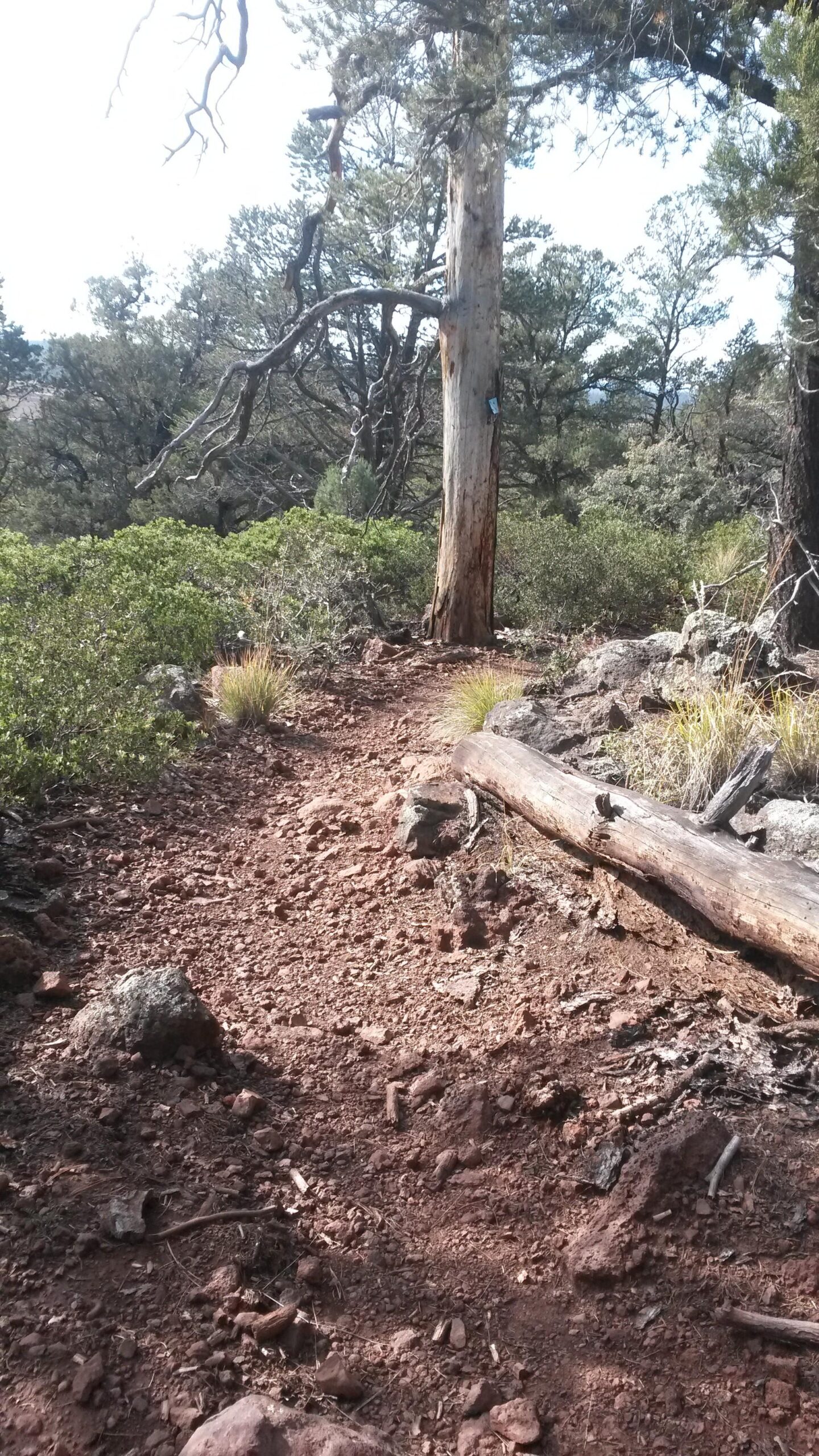 A narrow dirt hiking trail surrounded by sparse vegetation, rocky terrain, and a tall, weathered tree with a branch extending out. The path is lined with small rocks and fallen logs, leading deeper into the wooded area. Timber Mesa mountain bike trail.