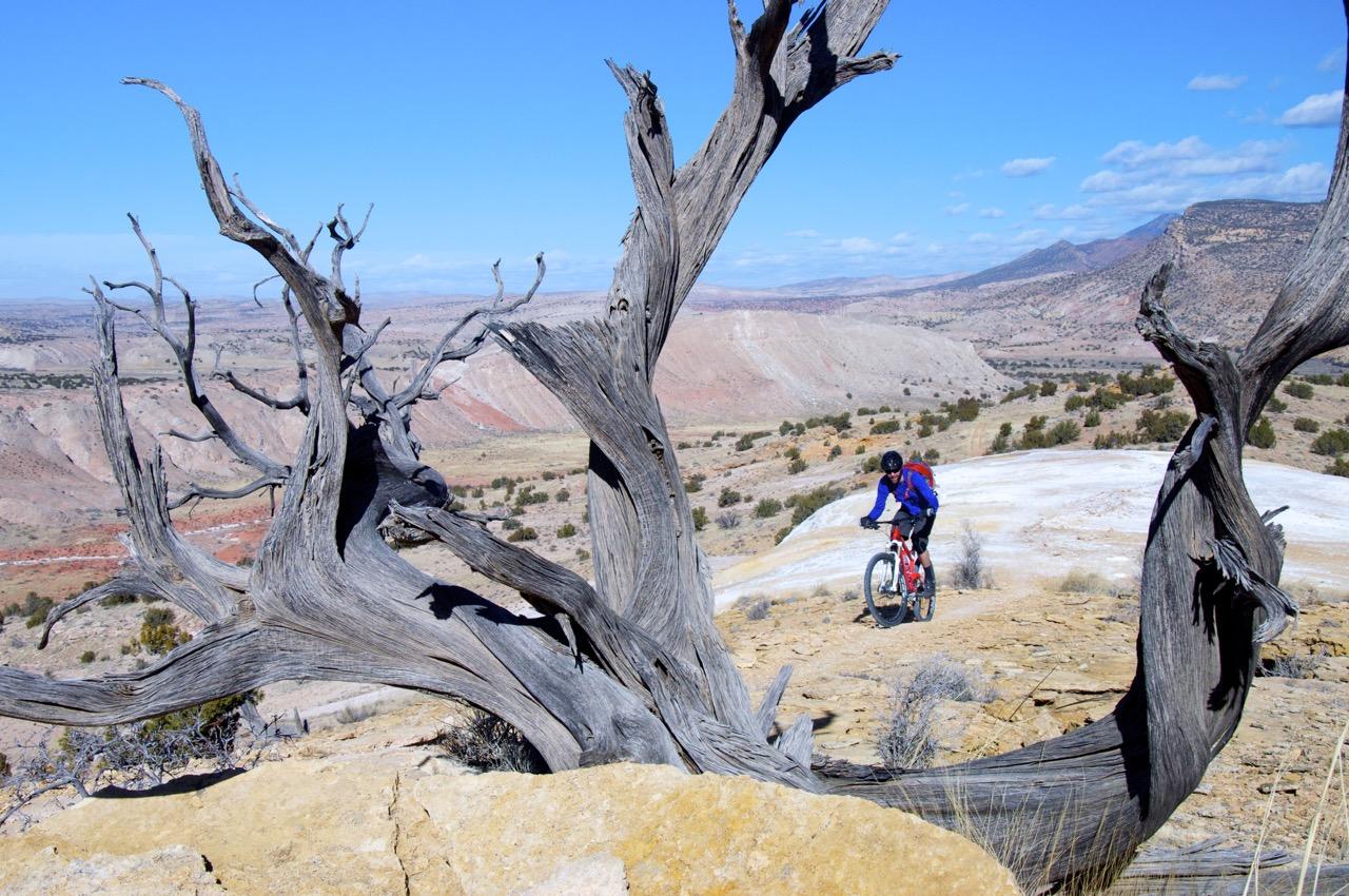 A mountain biker rides along a rocky trail with a large, weathered tree in the foreground. The landscape features colorful, textured cliffs and a blue sky with scattered clouds in the background. White Ridge Bike Trails mountain bike trail.