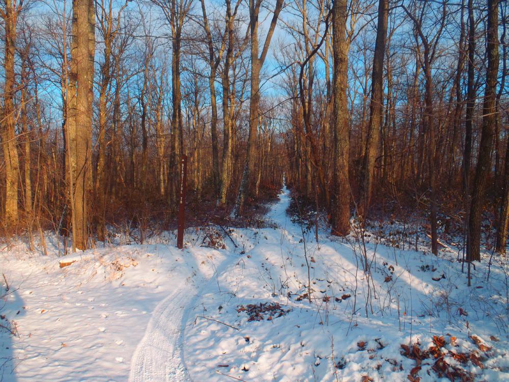 A snowy forest path winding through tall, bare trees with sunlight filtering through the branches. The ground is covered in white snow, and a trail is visible leading deeper into the woods. A signpost stands to the left, partially obscured by underbrush. The scene conveys a peaceful, wintery atmosphere. Beautiful mountain bike trail.