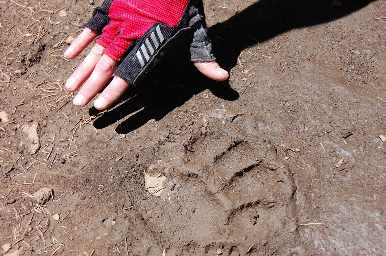 A gloved hand resting next to a large animal track in soft, muddy ground, surrounded by small twigs and pine needles. The track shows distinct claw marks and pads. South Boundary (164) mountain bike trail.