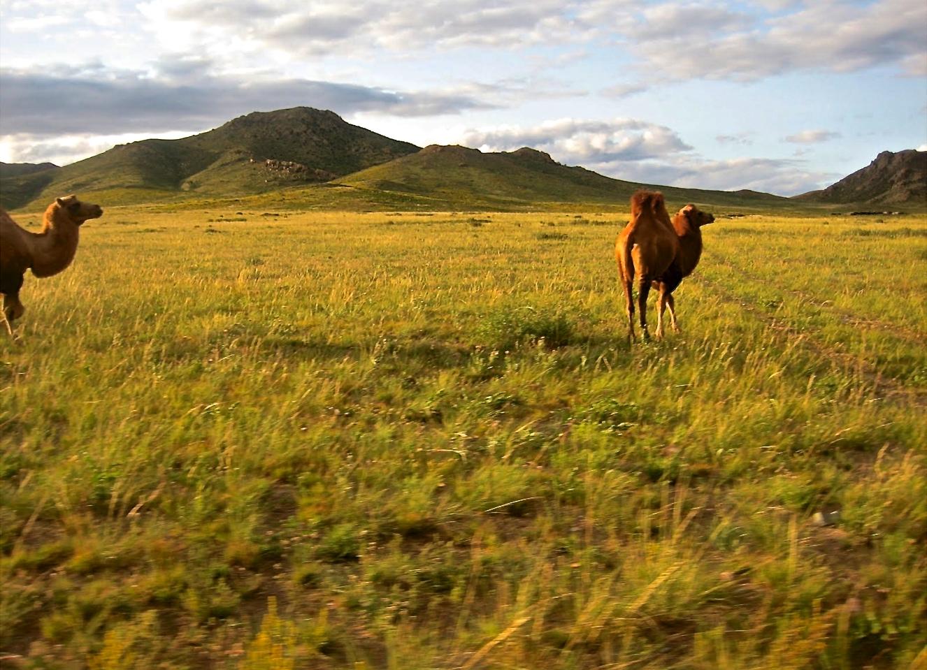 A scenic landscape featuring two camels standing in a grassy field with rolling hills in the background under a partly cloudy sky. Camel Run mountain bike trail.