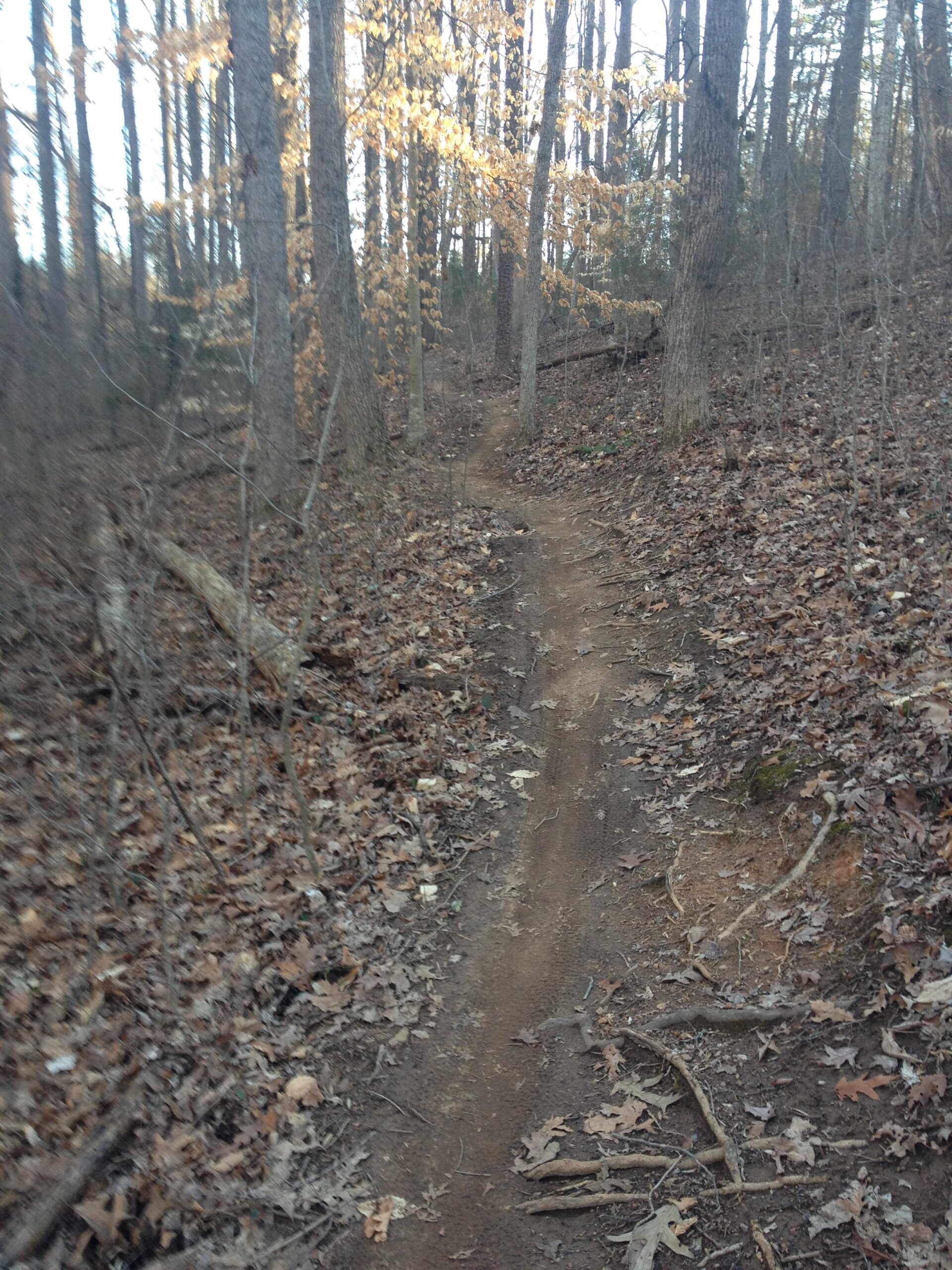 A narrow dirt trail winding through a forest with tall trees. The ground is covered with fallen leaves and twigs, and some trees have sparse leaves remaining. The scene is serene and wooded, suggesting a natural outdoor path. Rocky River Trail mountain bike trail.