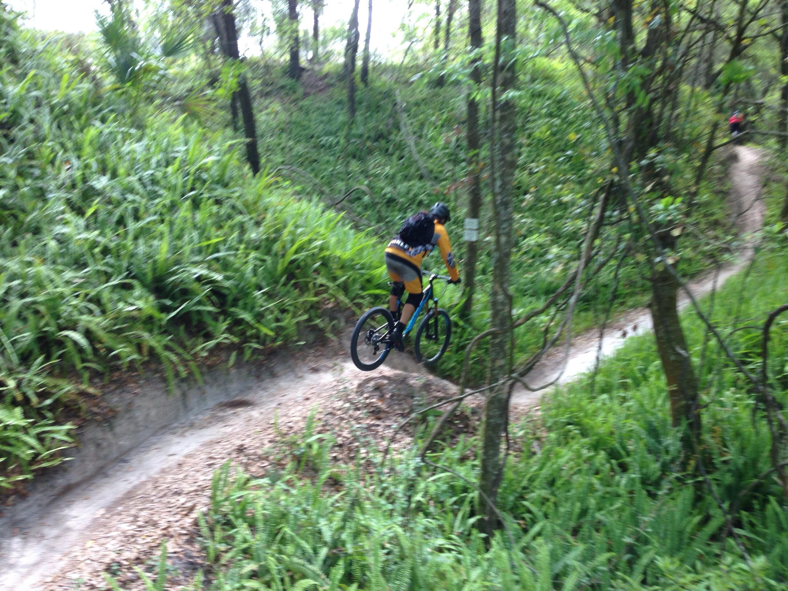 A mountain biker rides along a winding dirt trail surrounded by lush green ferns and trees. The scene captures the cyclist in motion, navigating through a forested area. Alafia River State Park mountain bike trail.