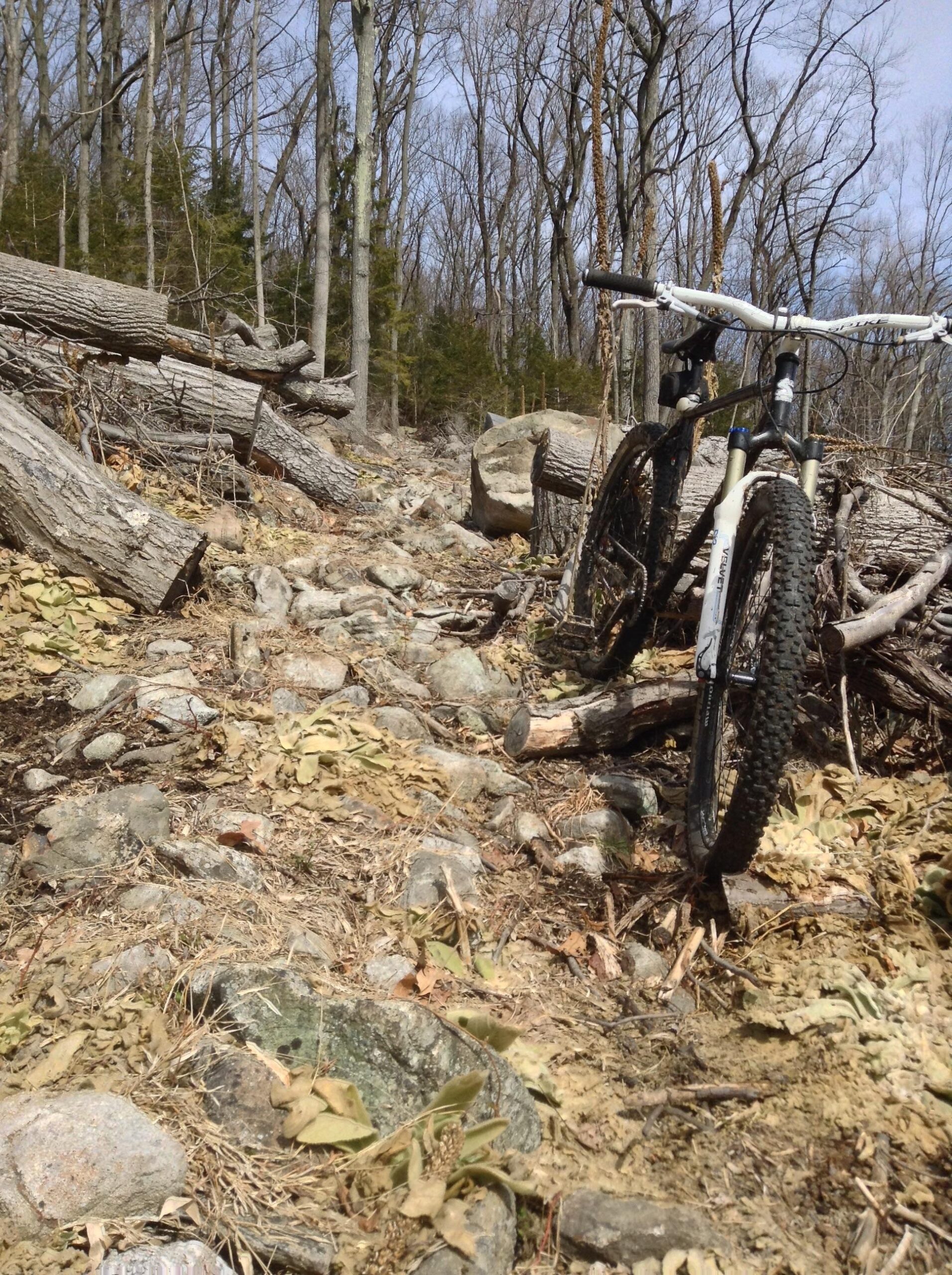 Surly 1x1: A mountain bike resting on a rocky trail surrounded by fallen logs and trees, with a mixed forest backdrop featuring bare trees and sparse underbrush.