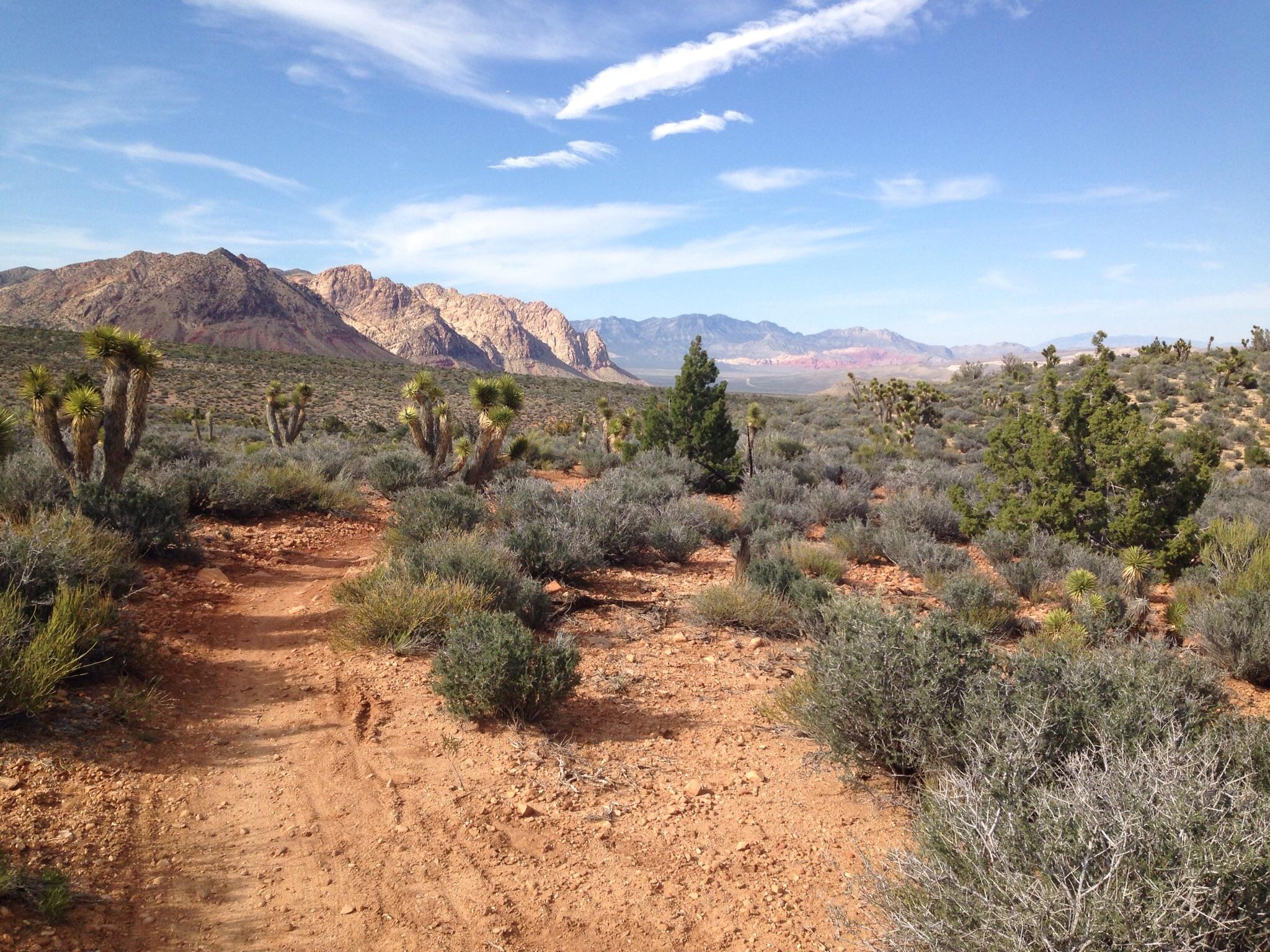 A scenic view of a desert landscape featuring a dirt path winding through shrubs and scattered Joshua trees, with rugged mountains in the background under a blue sky with wispy clouds. Deadhorse Loop mountain bike trail.