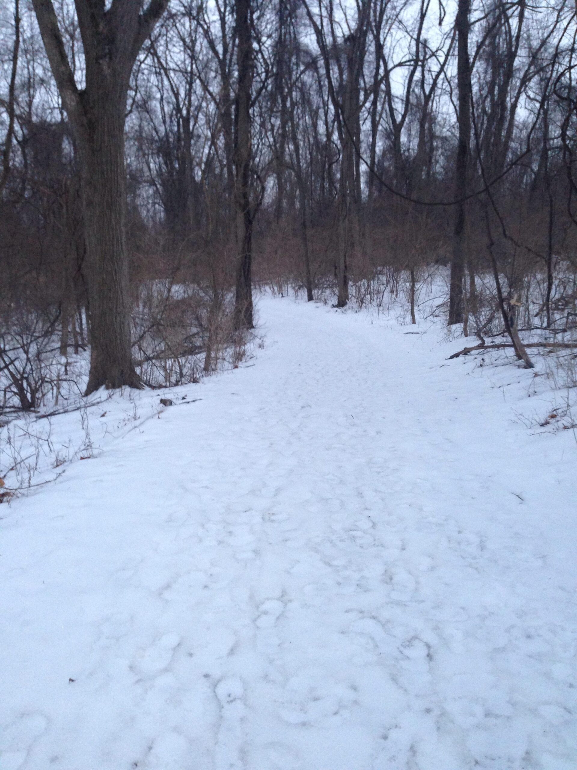 Cannondale F700: A snow-covered path winding through a wooded area, with bare trees on either side. The scene is set in twilight, creating a serene and quiet winter atmosphere. Footprints are visible in the snow, suggesting recent use of the path.