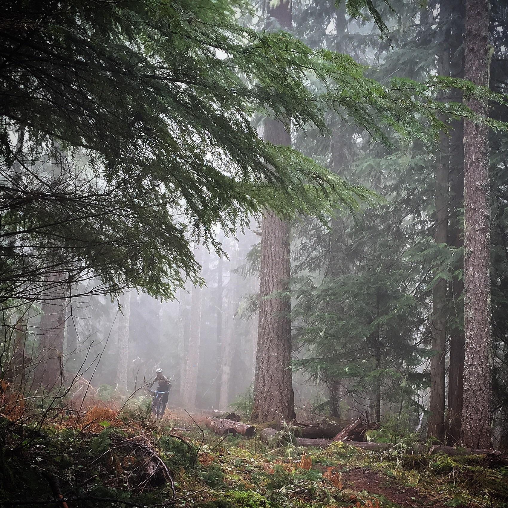 A misty forest scene with tall trees and dense greenery. In the foreground, a solitary figure stands among the ferns and logs, surrounded by fog that adds a sense of mystery to the atmosphere. Falls Creek mountain bike trail.