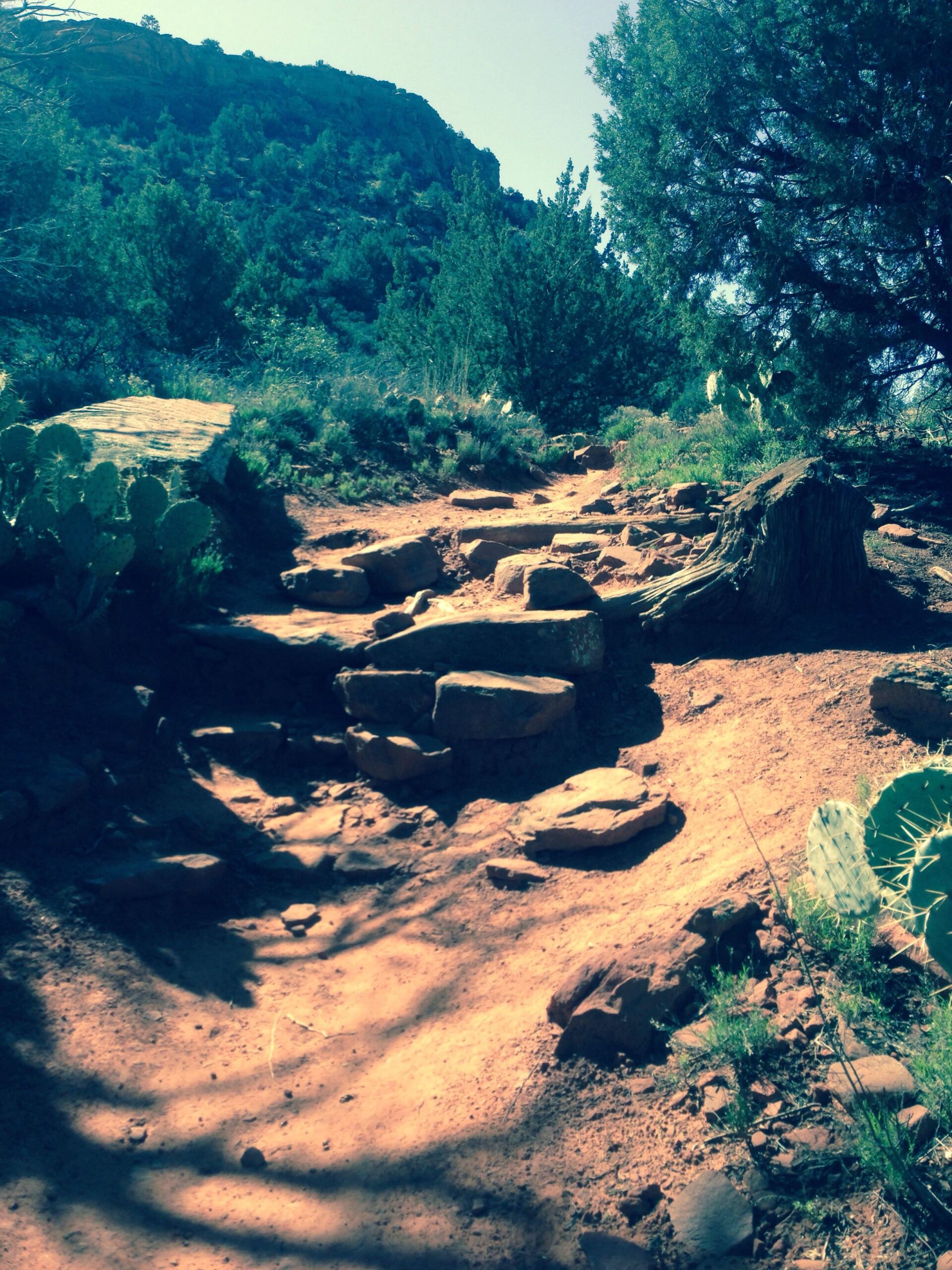 A dirt path winding through a rocky terrain, surrounded by greenery and cacti, leading towards a hillside under a clear blue sky. Mescal Trail mountain bike trail.