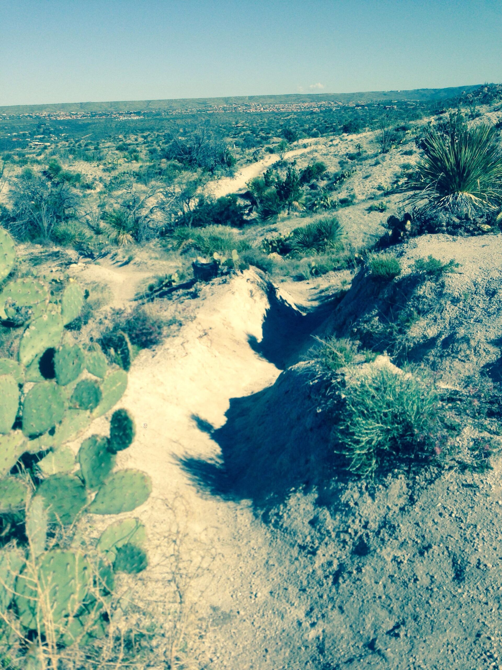 A scenic view of a rugged desert landscape featuring sandy paths, shrubs, and cactus plants under a clear blue sky. The terrain appears uneven with some hills and shadows cast by the vegetation. The distant horizon shows a gentle slope of rolling hills. 50-year Trail / Golder Ranch mountain bike trail.
