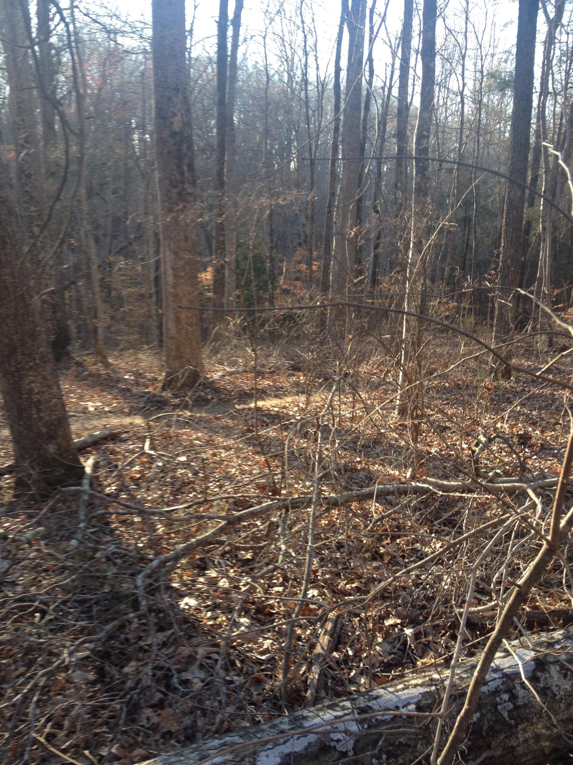 A sunlit forest scene featuring tall, bare trees and scattered underbrush. The ground is covered with dry leaves, sticks, and fallen branches, indicating a late autumn or winter setting. Rocky River Trail mountain bike trail.