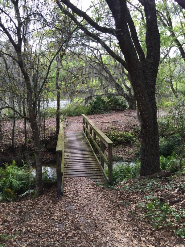 A wooden bridge leads into a lush, green forested area, surrounded by trees and ferns. The ground is covered in fallen leaves, and the scene includes a glimpse of a body of water in the background, partially obscured by foliage. The overall atmosphere is tranquil and natural. Balm Boyette Scrub Preserve mountain bike trail.