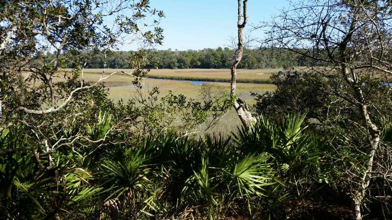 A scenic view of a marshland surrounded by trees and vegetation, featuring tall grasses and a winding waterway in the background under a clear blue sky. Moses Creek mountain bike trail.