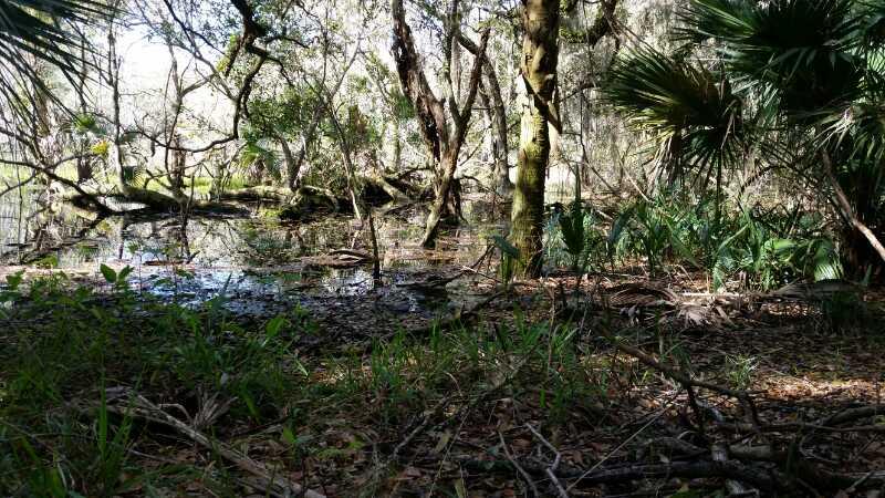 A serene swamp scene featuring lush greenery, standing water, and tall trees with moss-covered branches. Sunlight filters through the leaves, creating a dappled effect on the forest floor, while various plants and underbrush fill the foreground. Moses Creek mountain bike trail.