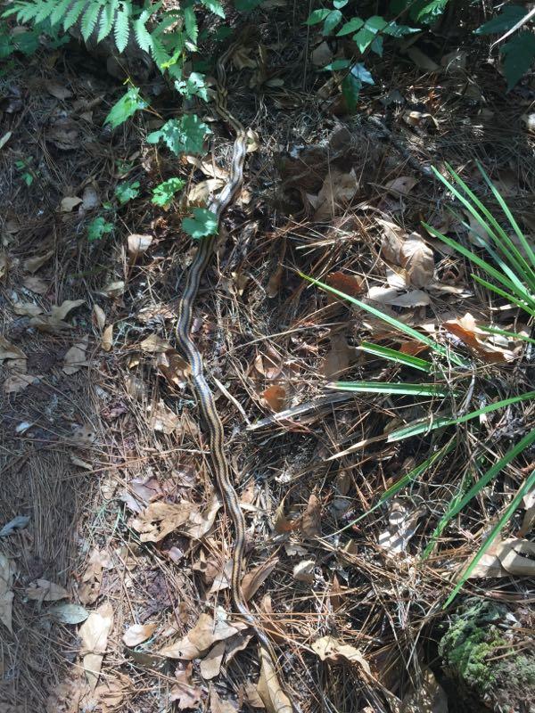 A slender snake with brown and yellow stripes rests on the forest floor, surrounded by fallen leaves and greenery. Sunlight filters through the foliage, casting shadows on the ground. Balm Boyette Scrub Preserve mountain bike trail.