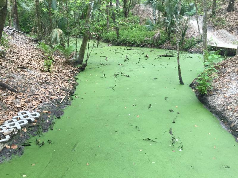 A serene, green pond surrounded by lush vegetation and trees, with a layer of green algae covering the water's surface. Fallen leaves and small branches are scattered across the pond, while the banks are lined with dirt and concrete blocks, leading to a natural area filled with dense foliage. Alafia River State Park mountain bike trail.