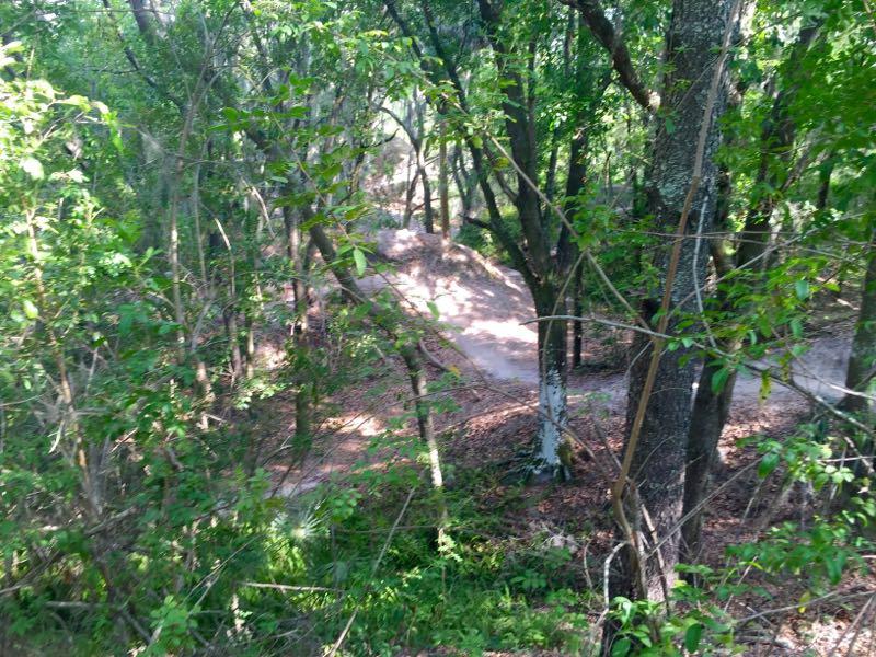 A wooded path winding through a forest, surrounded by dense greenery and sunlight filtering through the leaves. The ground is covered with fallen leaves, and a sense of tranquility pervades the scene. Alafia River State Park mountain bike trail.
