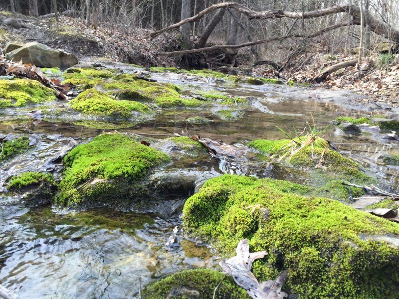 A serene stream flows over moss-covered rocks surrounded by bare trees and fallen leaves in a forested area. The water glistens as it moves gently, creating a tranquil natural setting. Binder Lake mountain bike trail.