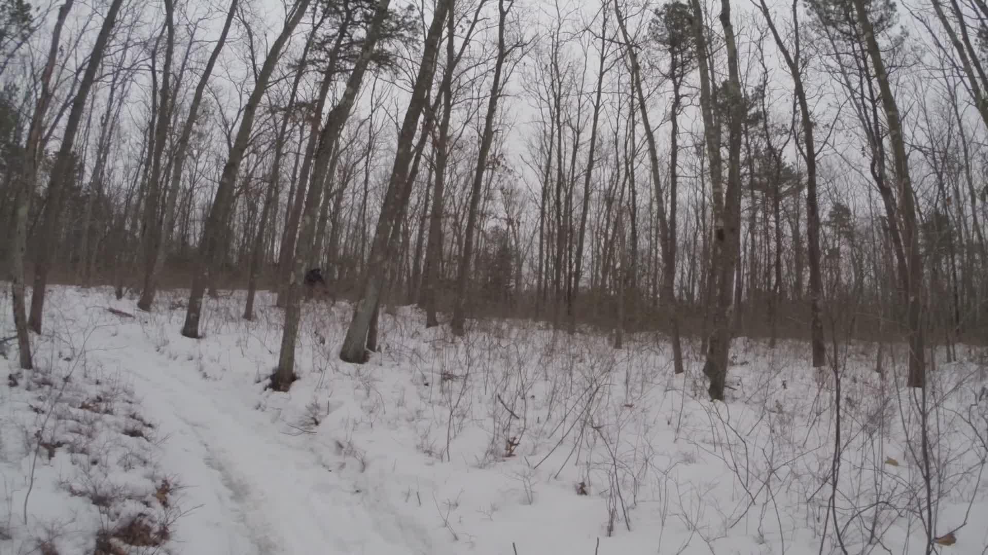 A snowy pathway winding through a forest of bare trees, with a few evergreen trees visible in the background under a cloudy sky. The ground is covered in a layer of snow, creating a serene winter landscape. Allaire State Park mountain bike trail.