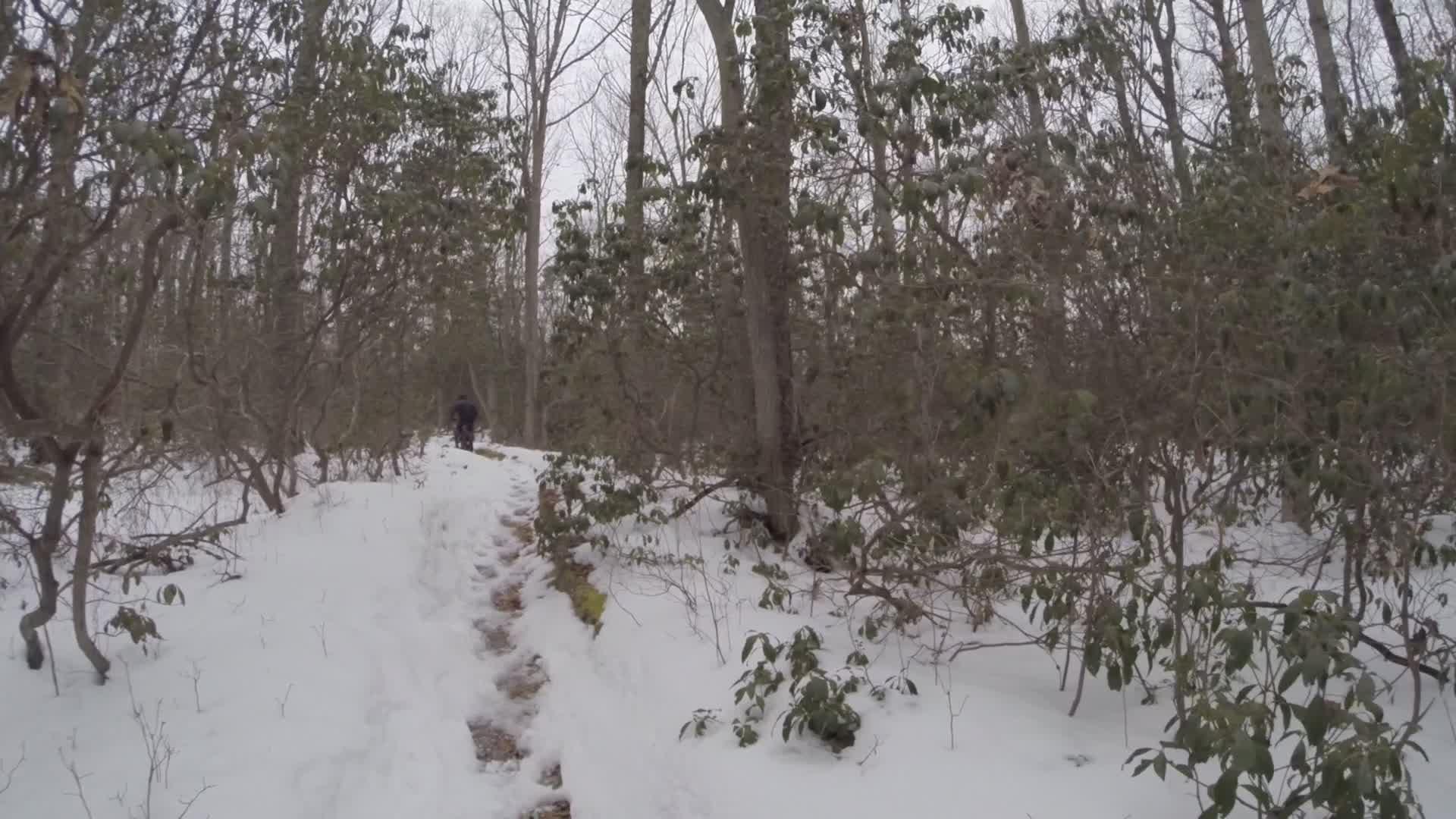 A snow-covered trail winding through a forest, flanked by trees and underbrush. A person in dark clothing is seen walking along the path, surrounded by a serene winter landscape. The scene captures the tranquility of a snowy outdoor adventure. Allaire State Park mountain bike trail.