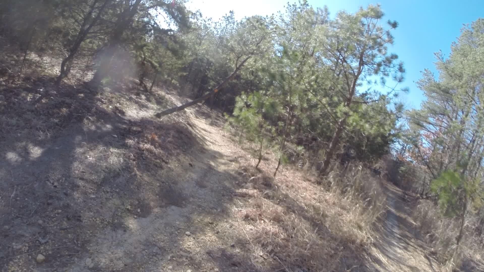 A winding dirt path through a wooded area, surrounded by tall trees and patches of dry grass, under a bright blue sky. The scene captures the natural beauty of a forest trail, inviting outdoor exploration. Allaire State Park mountain bike trail.