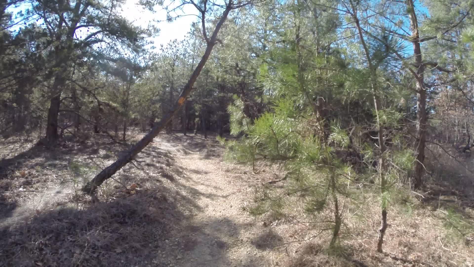 A sunlit forest trail winding through dense green pine trees, with scattered dried leaves and brown underbrush along the path. The scene captures a serene outdoor environment, ideal for hiking or nature walks. Allaire State Park mountain bike trail.