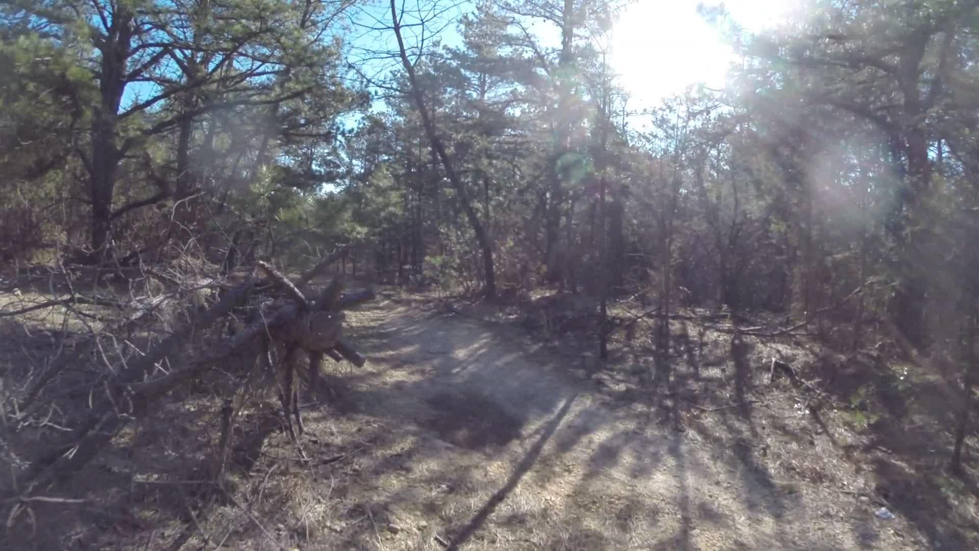 A sunlit forest scene with tall trees and scattered branches, creating dappled shadows on the ground. The path is partially clear, and the greenery suggests a pleasant outdoor environment. Allaire State Park mountain bike trail.