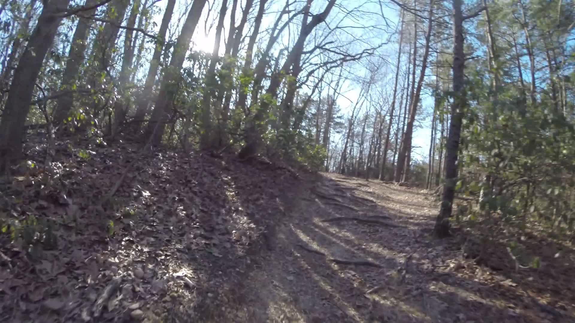 A winding hiking trail covered with leaves and tree roots, surrounded by tall trees. Sunlight filters through the branches, creating a serene outdoor atmosphere. Allaire State Park mountain bike trail.
