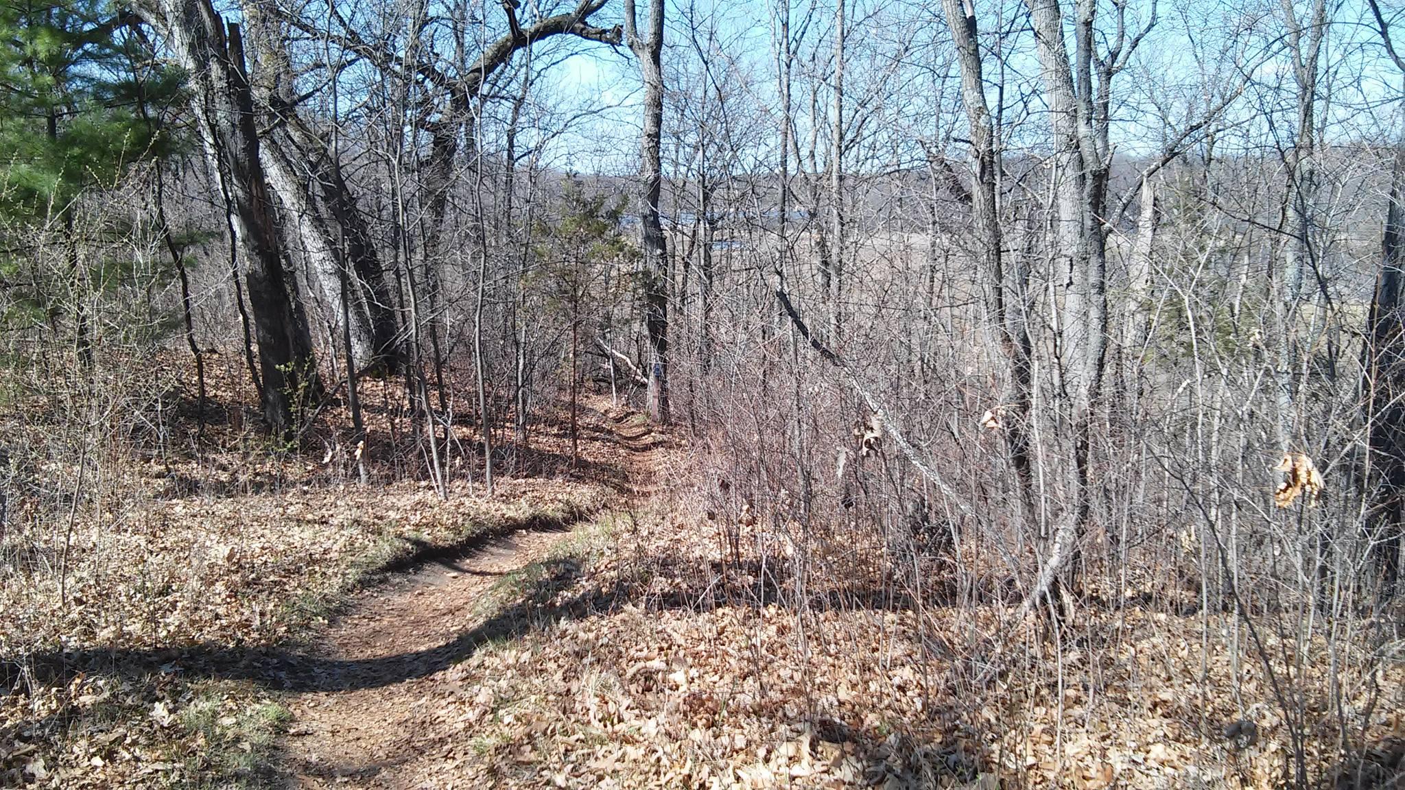 A winding dirt path through a wooded area, surrounded by bare trees and scattered fallen leaves, with a clear blue sky visible above. Brighton Rec Area mountain bike trail.